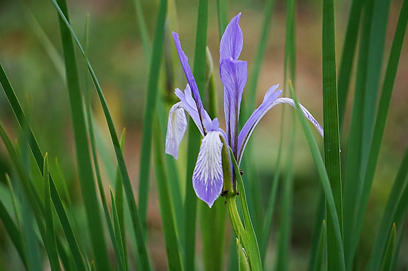 马兰花