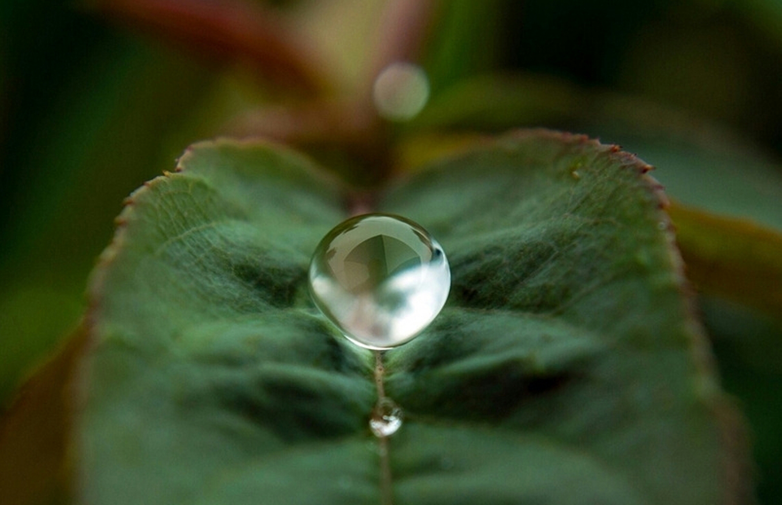 晶莹剔透的露珠