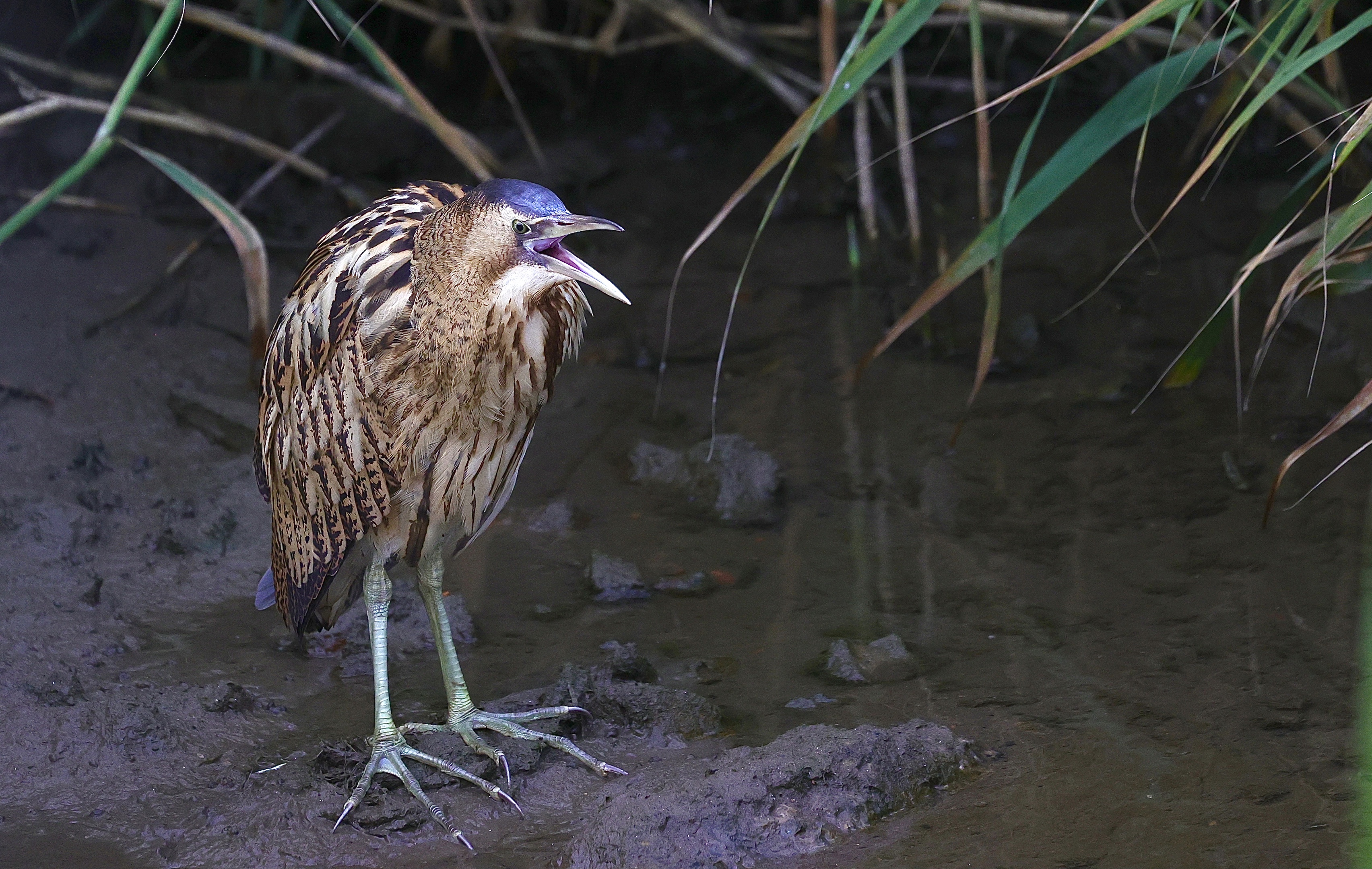 bittern,学名:botaurus stellaris,是鹈形目鹭科麻鴝实哪鸟类