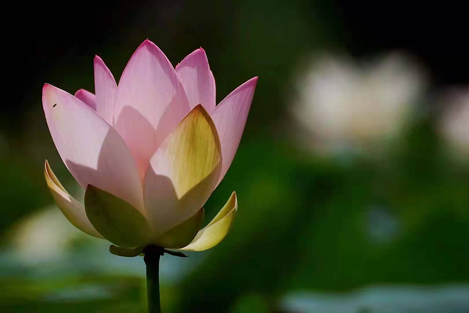 菩萨座下莲花开