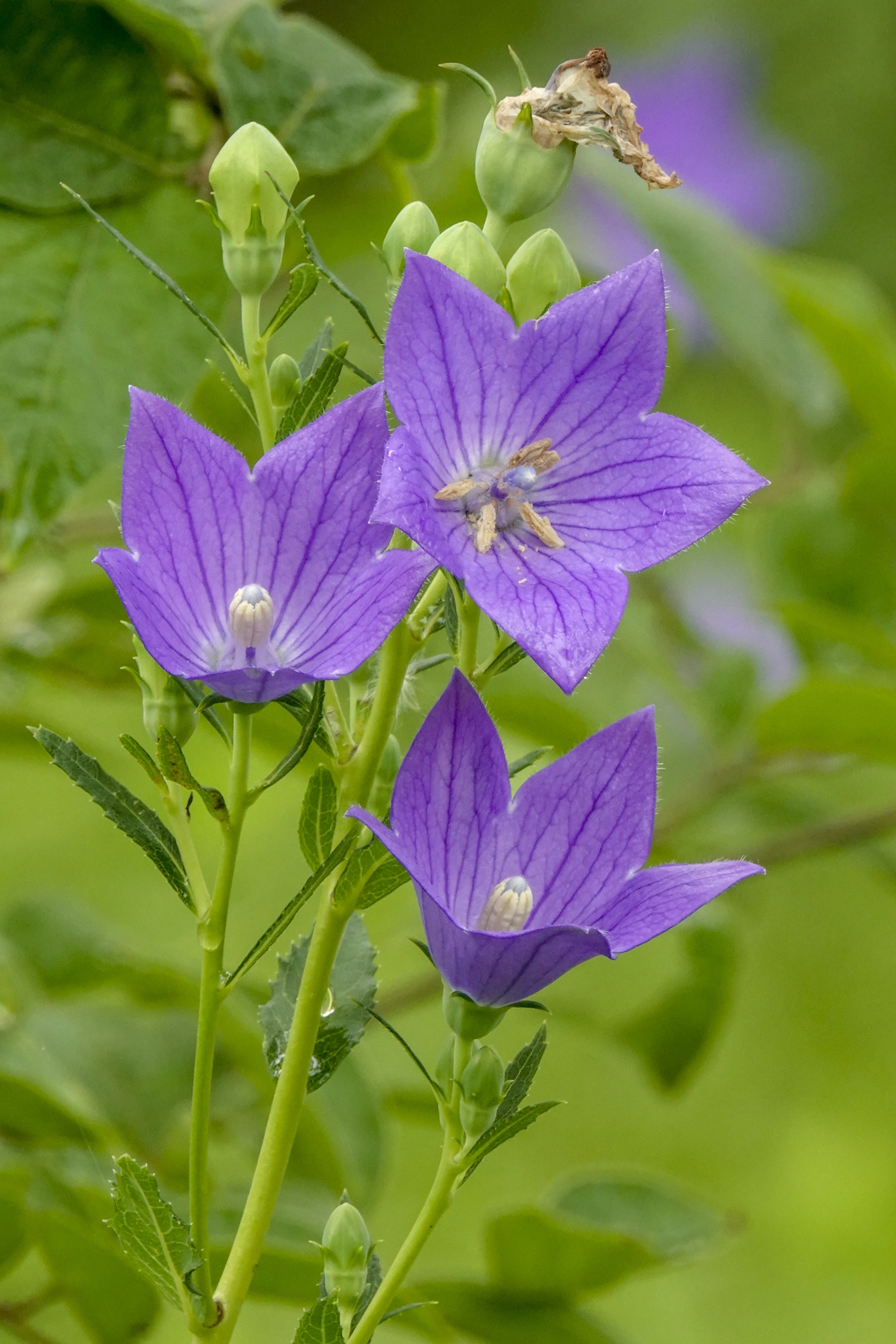 桔梗花,属植物桔梗的花,桔梗,别名为铃铛花,僧冠帽,苦根菜,包袱花