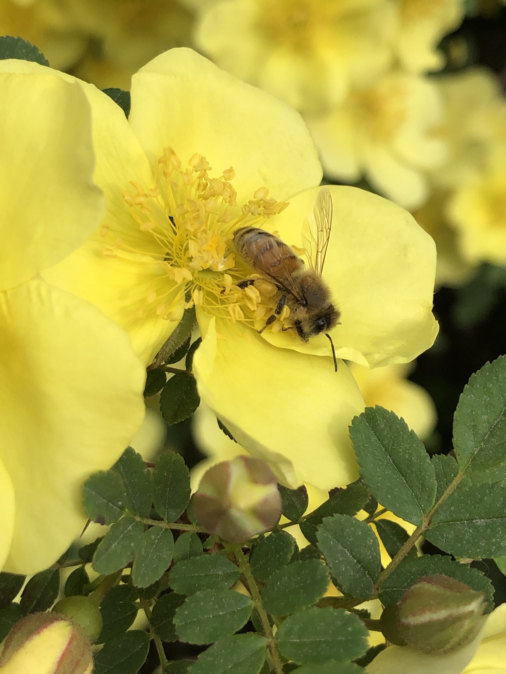 野蜂飞舞