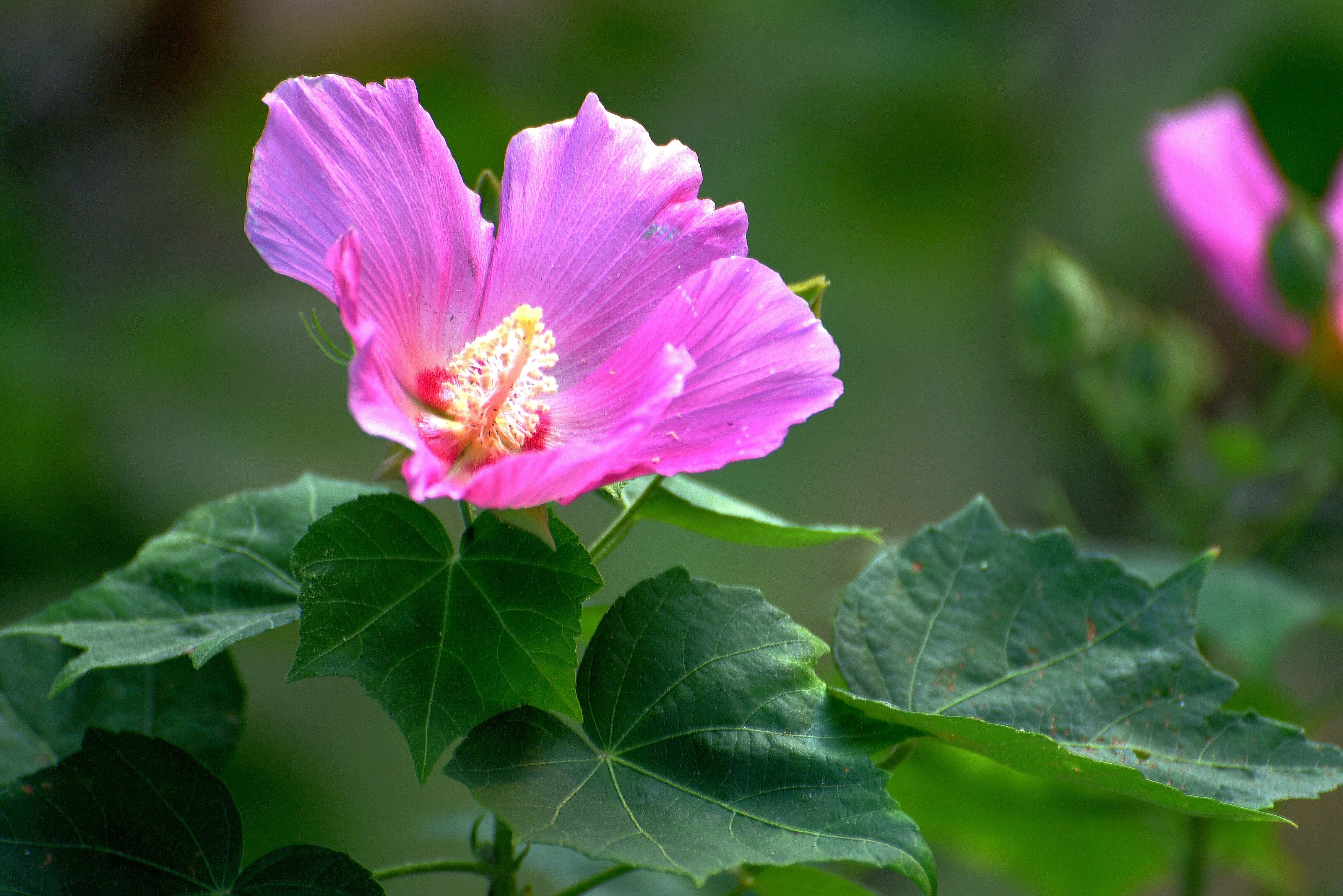 芙蓉花