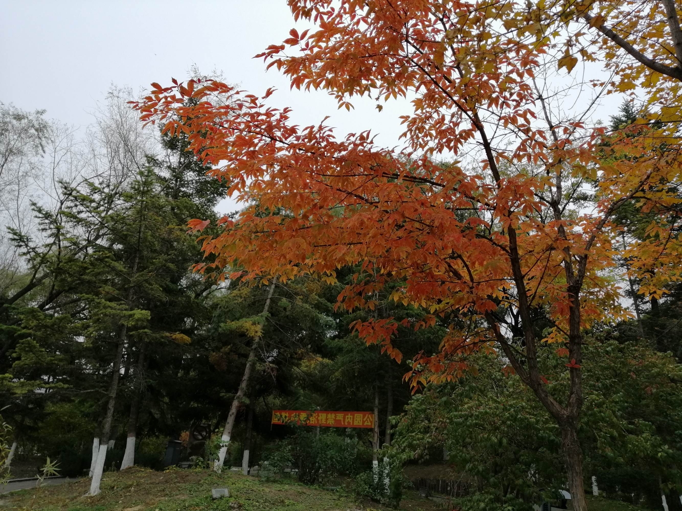 厅文/单世元又见殿龙兄荷花池畔闻笑声暮秋敛尽美滋味四季轮回各有