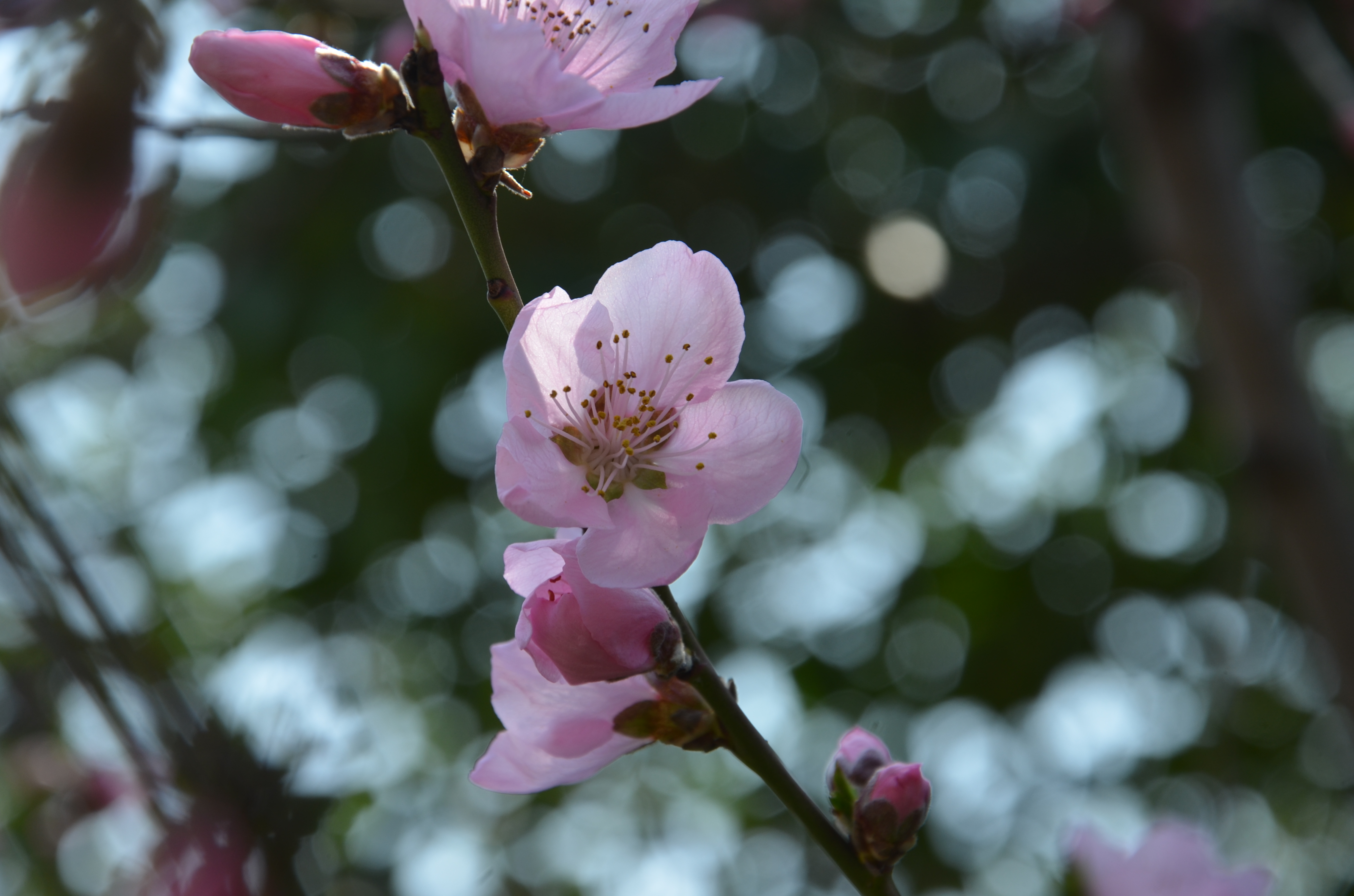 自古"桃李杏春风一家",桃花的妩媚,杏花的素洁,李花的俊逸,依次