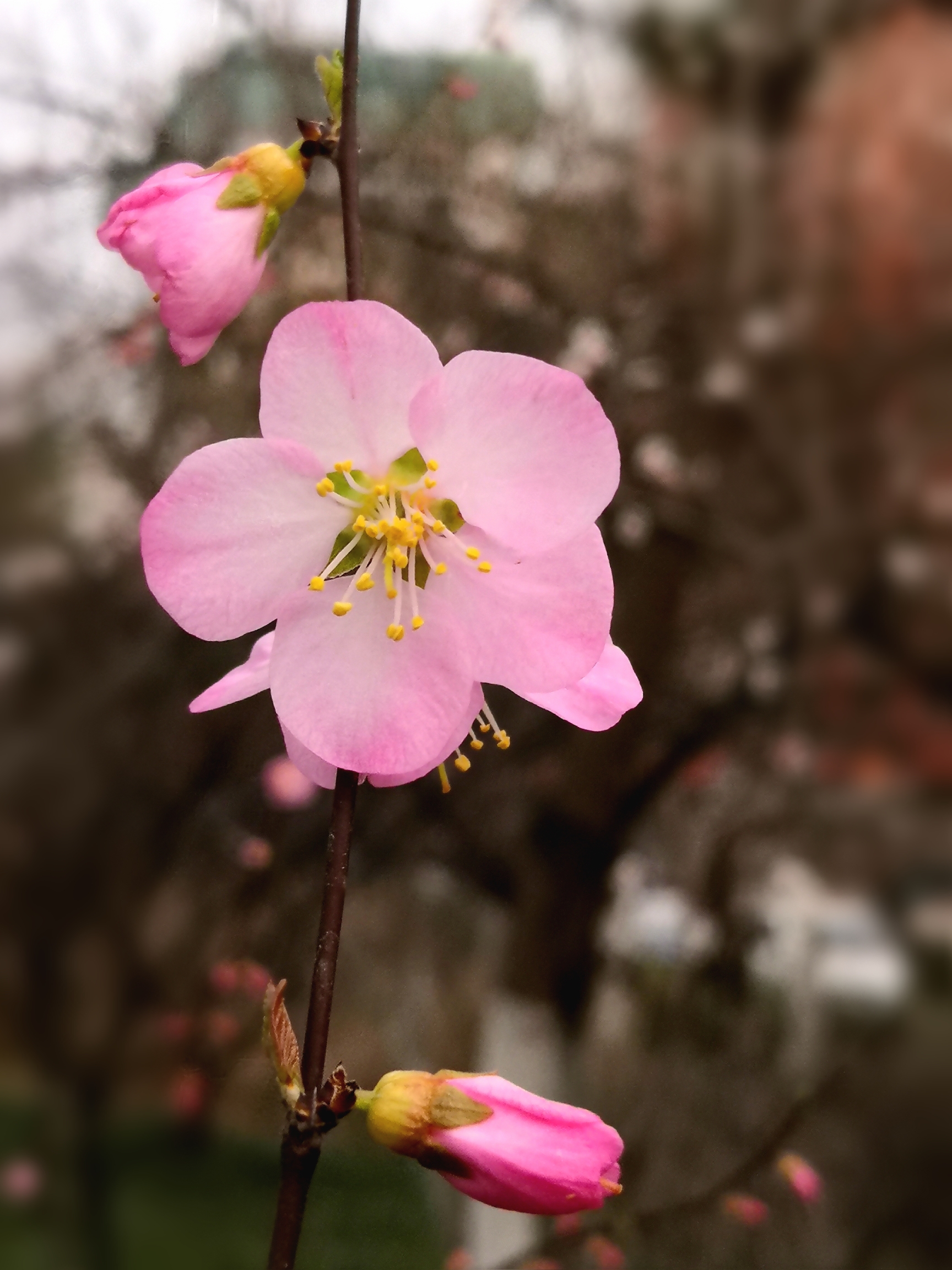 单瓣榆叶梅【首发】