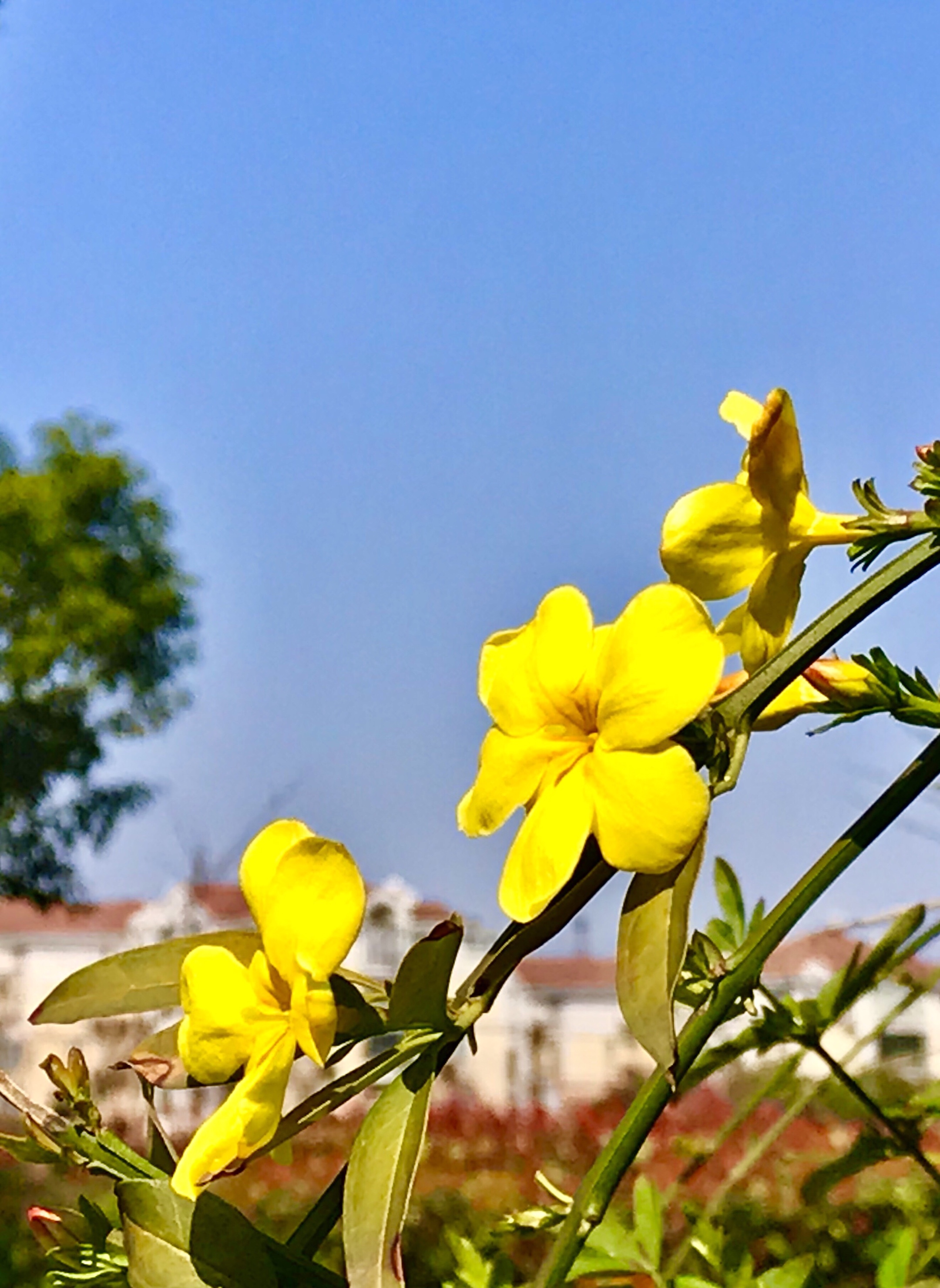 楼下那堵迎春花墙上,原来那些羞羞答答的花骨朵,大多落落大方地露出了