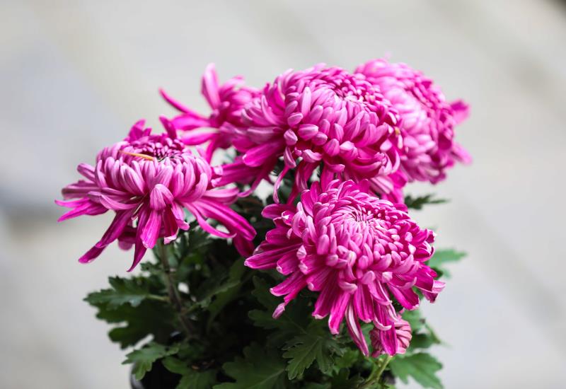 春思牡丹秋思菊