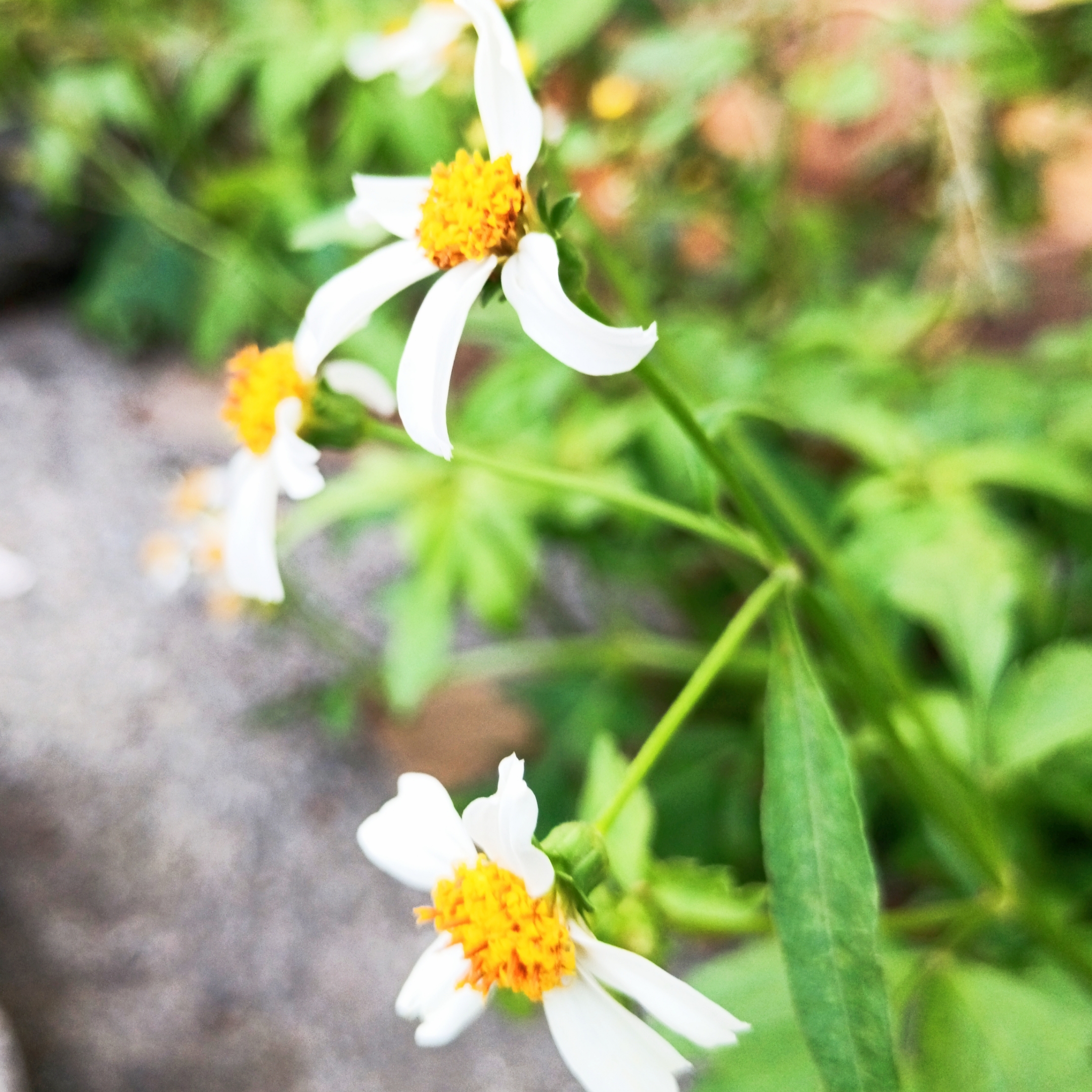 【首发】白花鬼针草