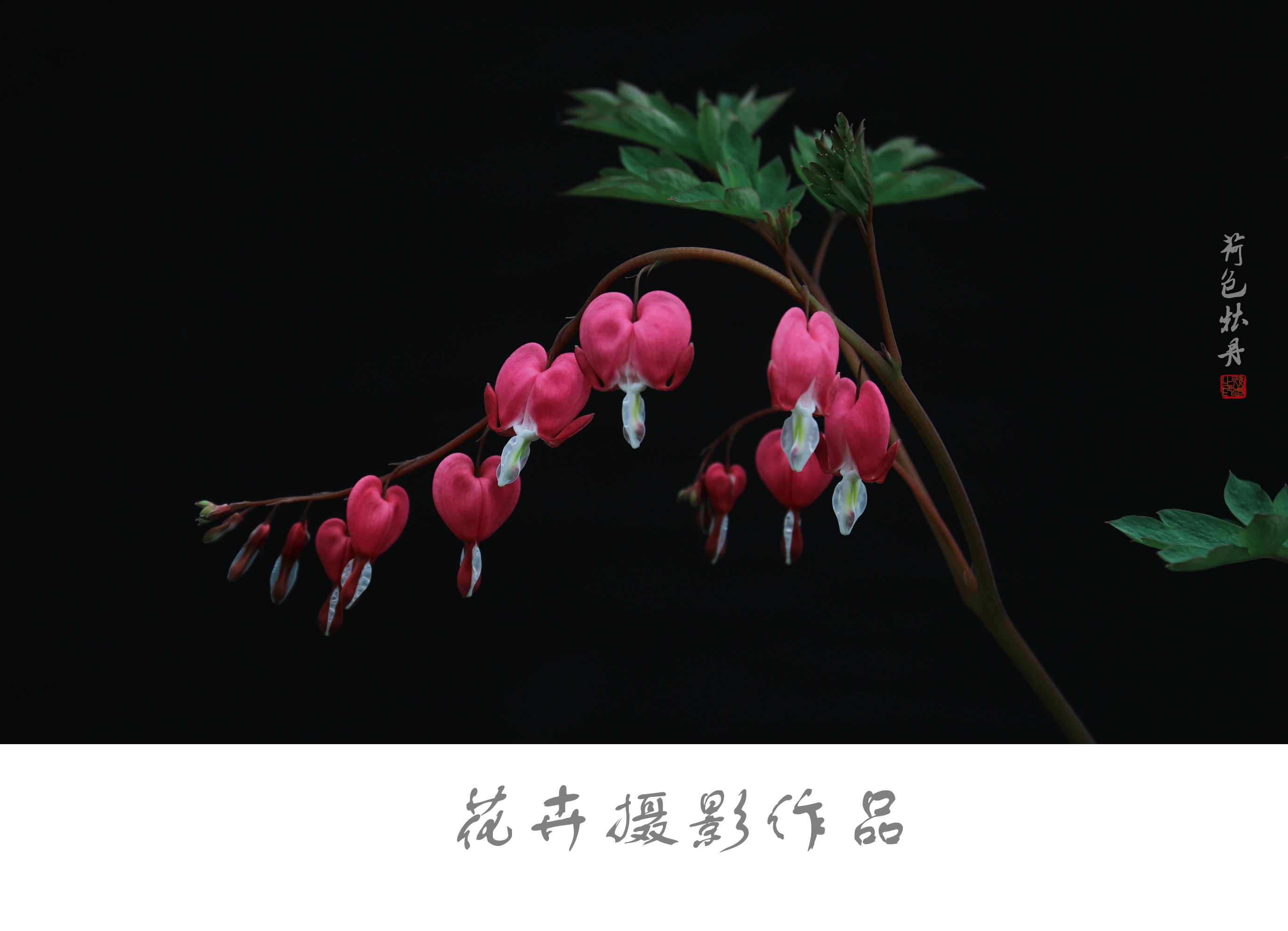 荷包牡丹