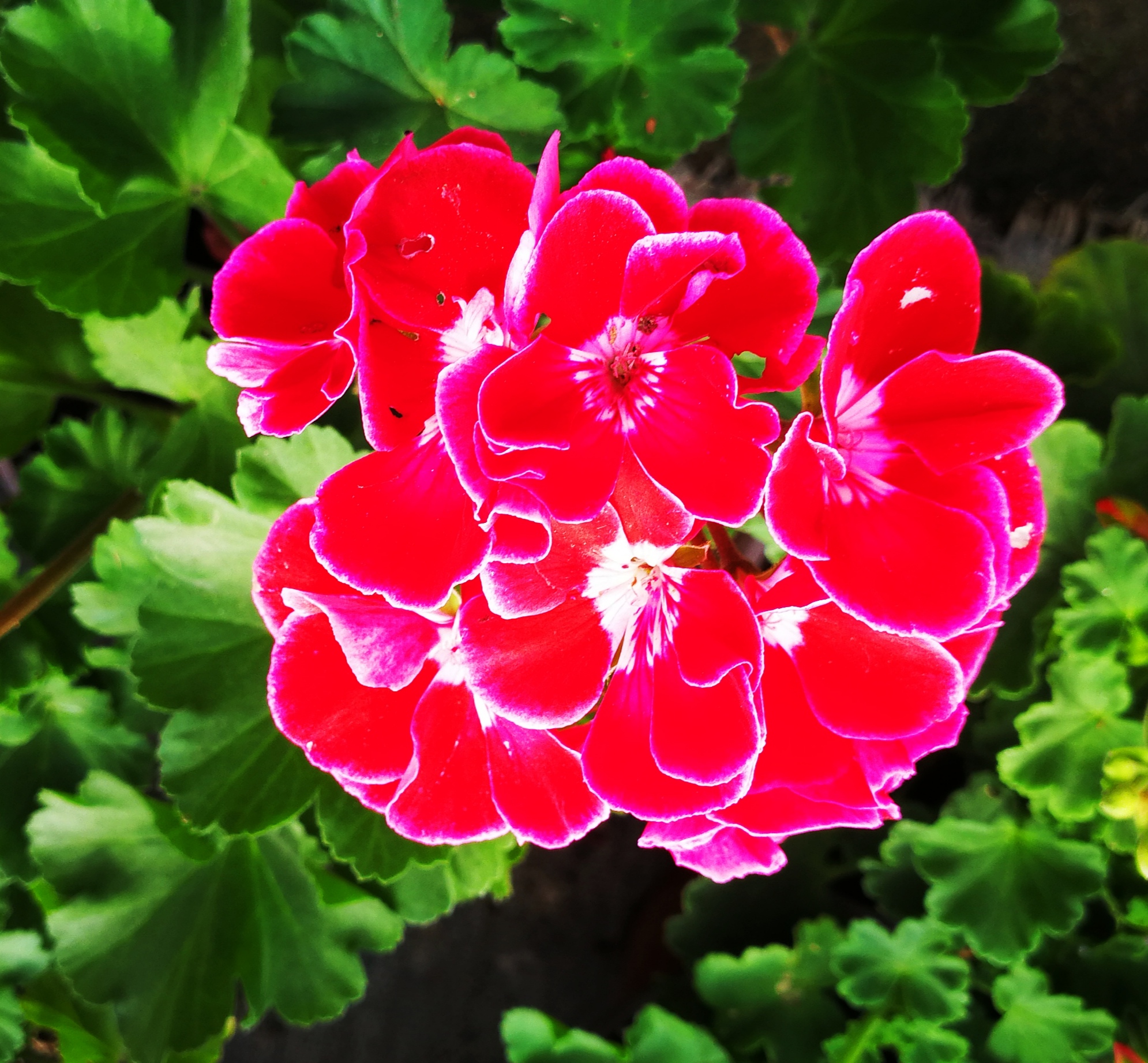 rose geranium 香葉(玫瑰) 天竺葵 Pelargonium graveolens 天竺葵屬 | Flickr