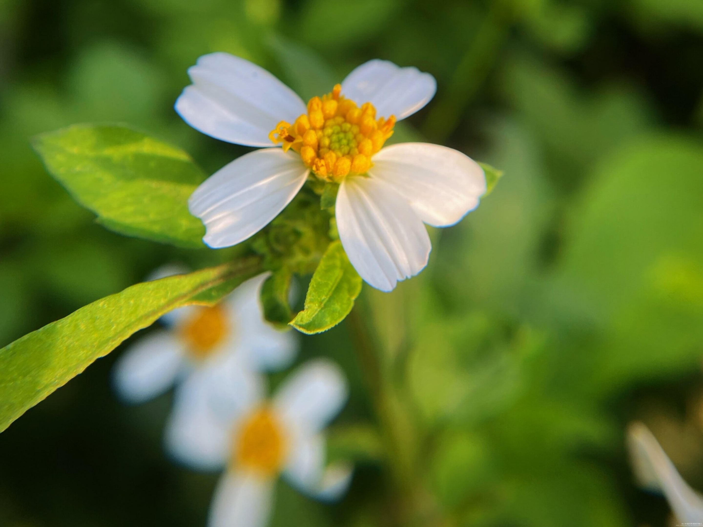 【首发】白花鬼针草