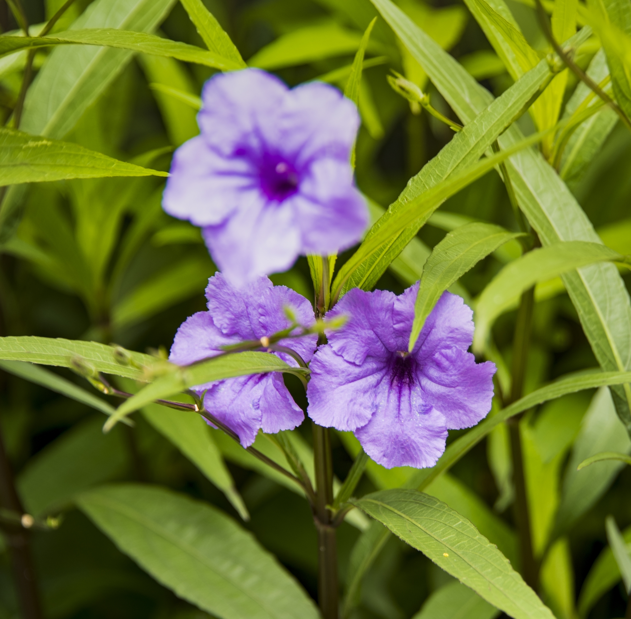 紫色的希望花-翠芦莉【首发】