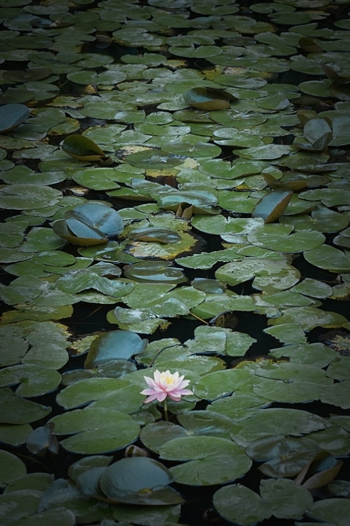 莫奈的画意 在莲池中倾情流淌 阳光如一抹重彩洒向池塘 金灿灿的光影