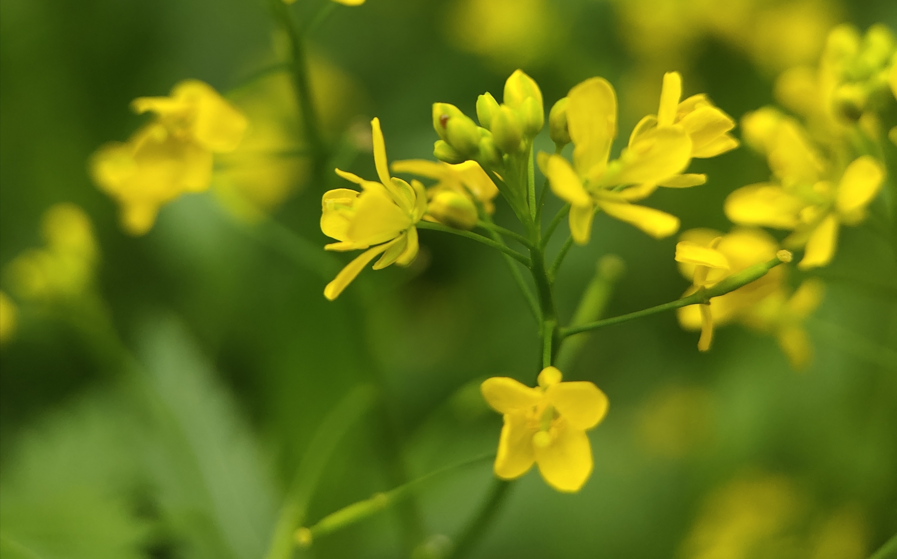 (首发)芥菜花