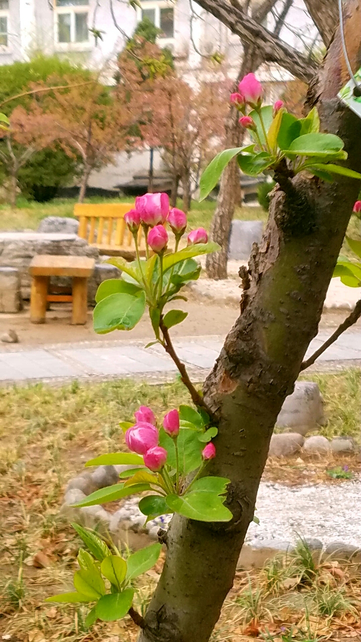 西府海棠在北方干燥地带生长良好,是绿化工程中较受欢迎的产品.