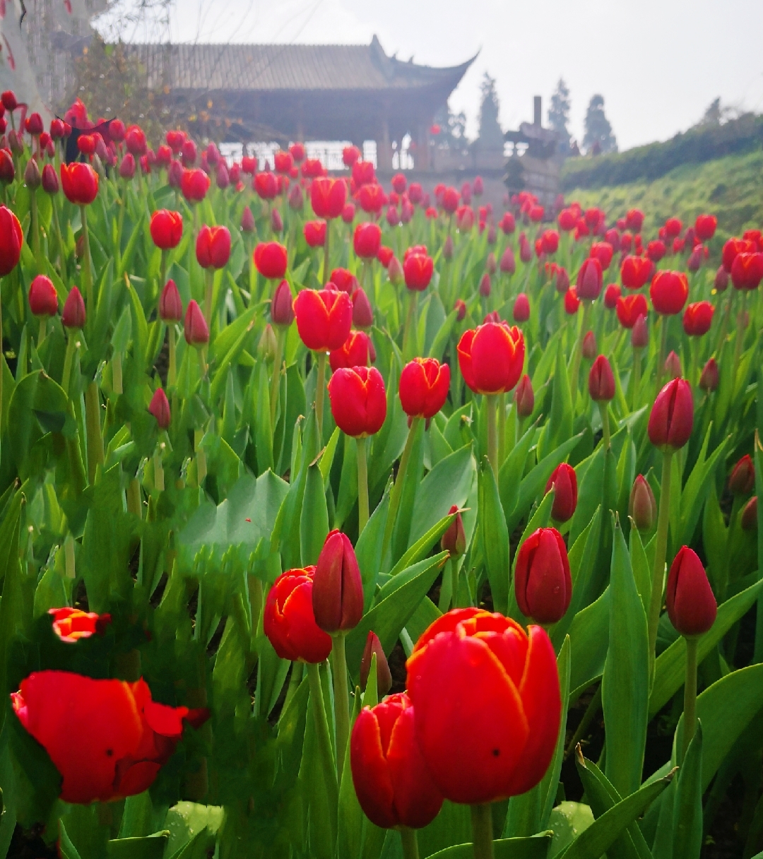 姹紫嫣红总是春新津花舞人间国家aaaa风景区201939