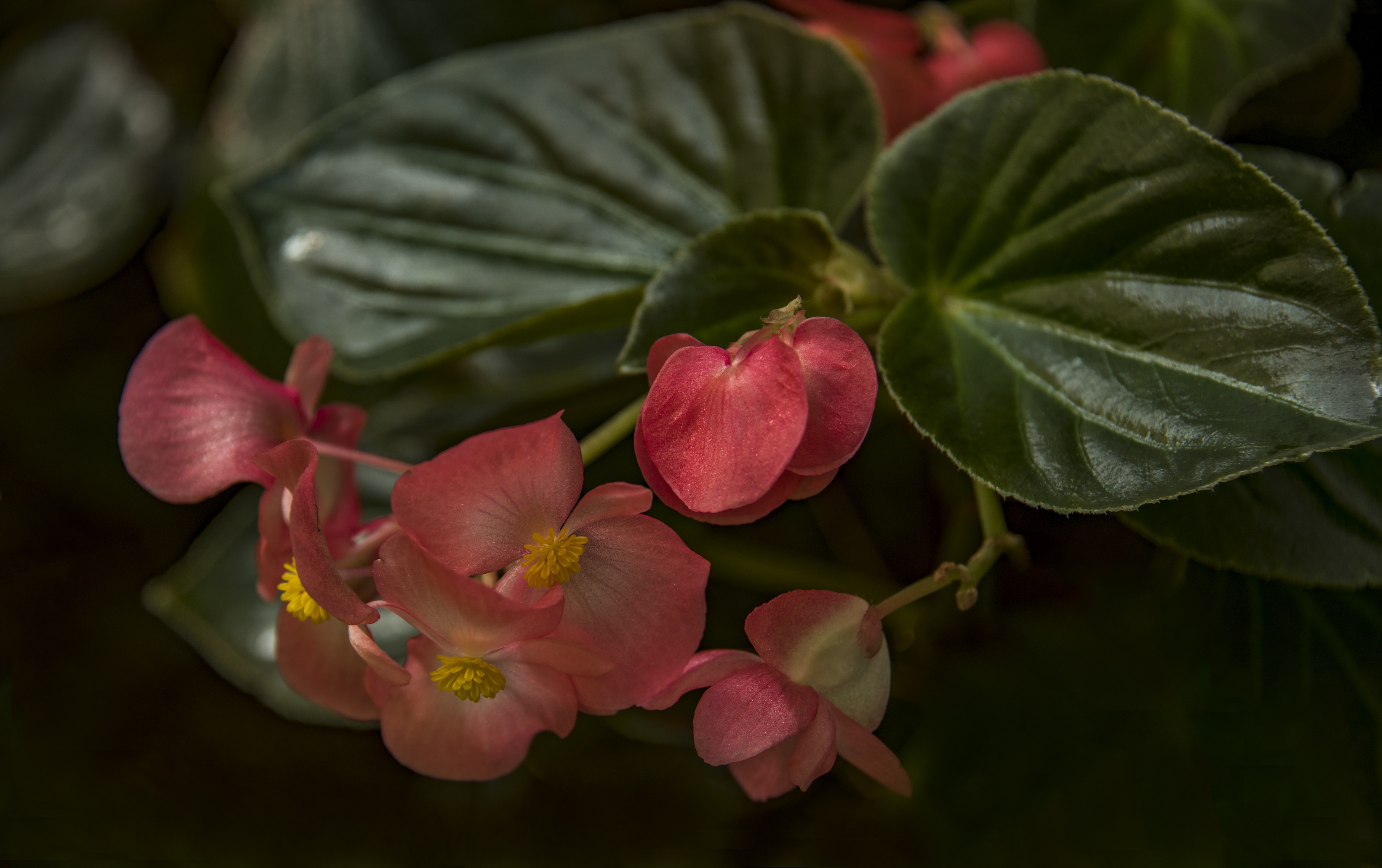 小花秋海棠【首发】