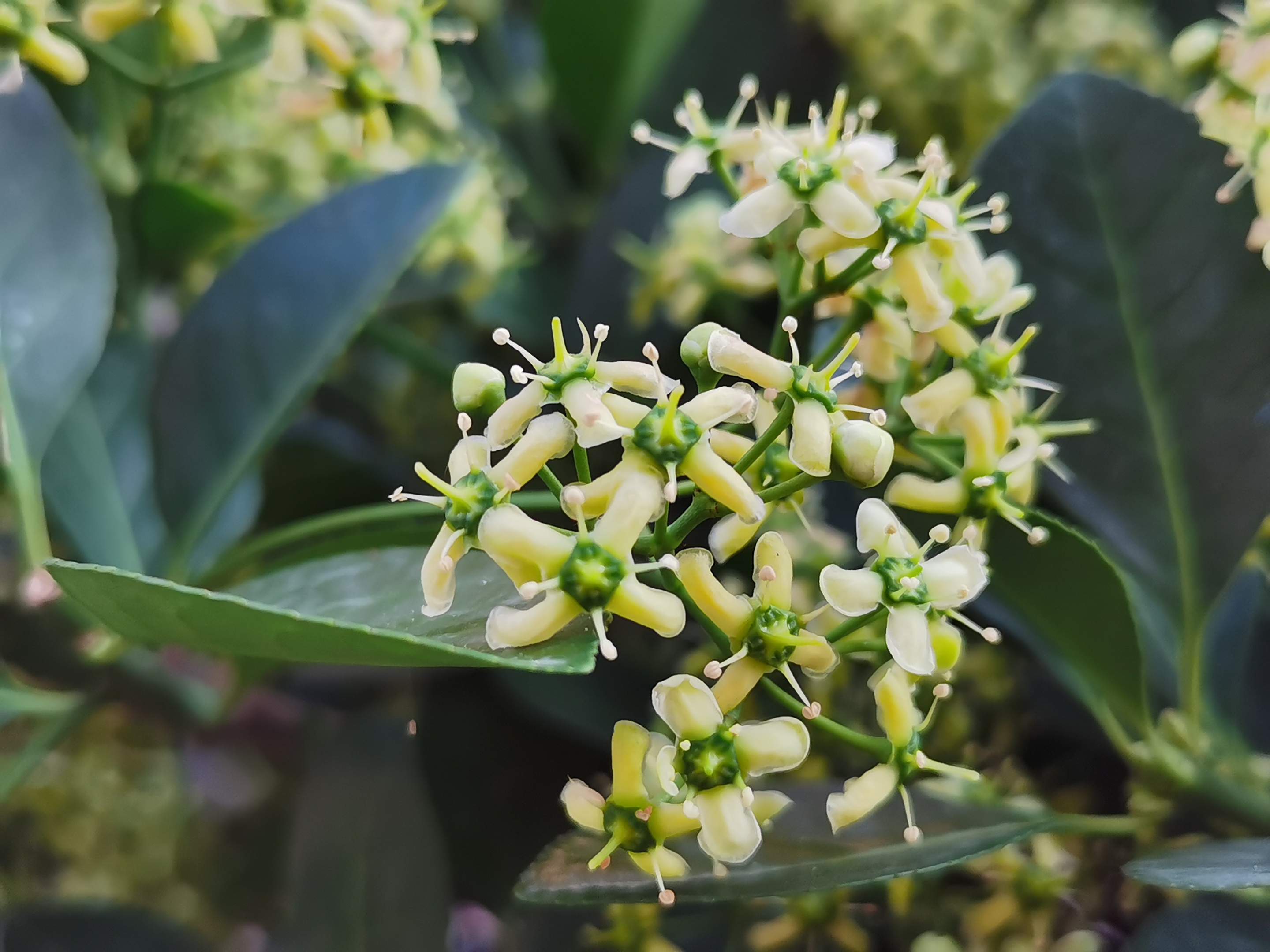 【首发】卫矛开花(宁静向暖)