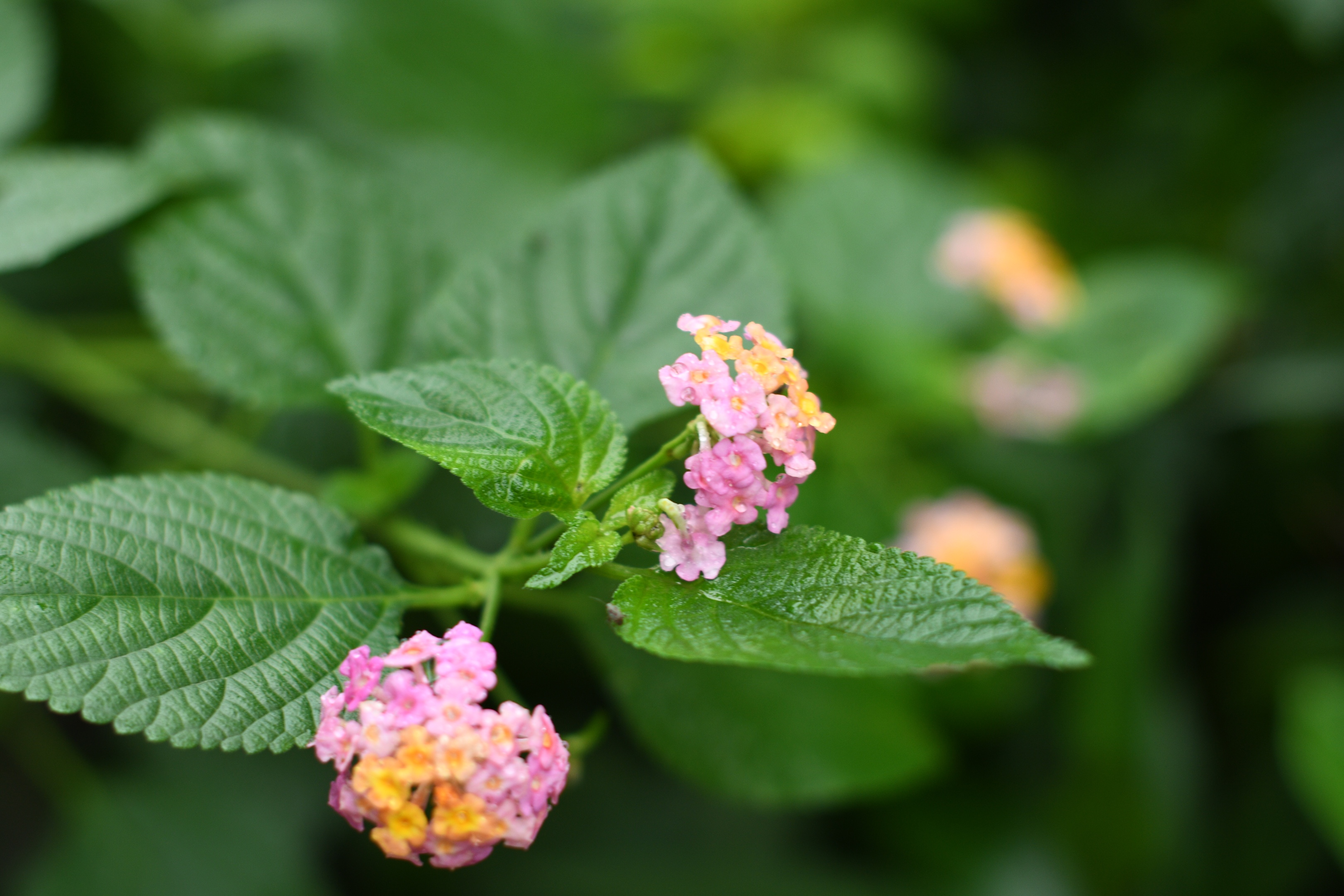 马缨丹花首发