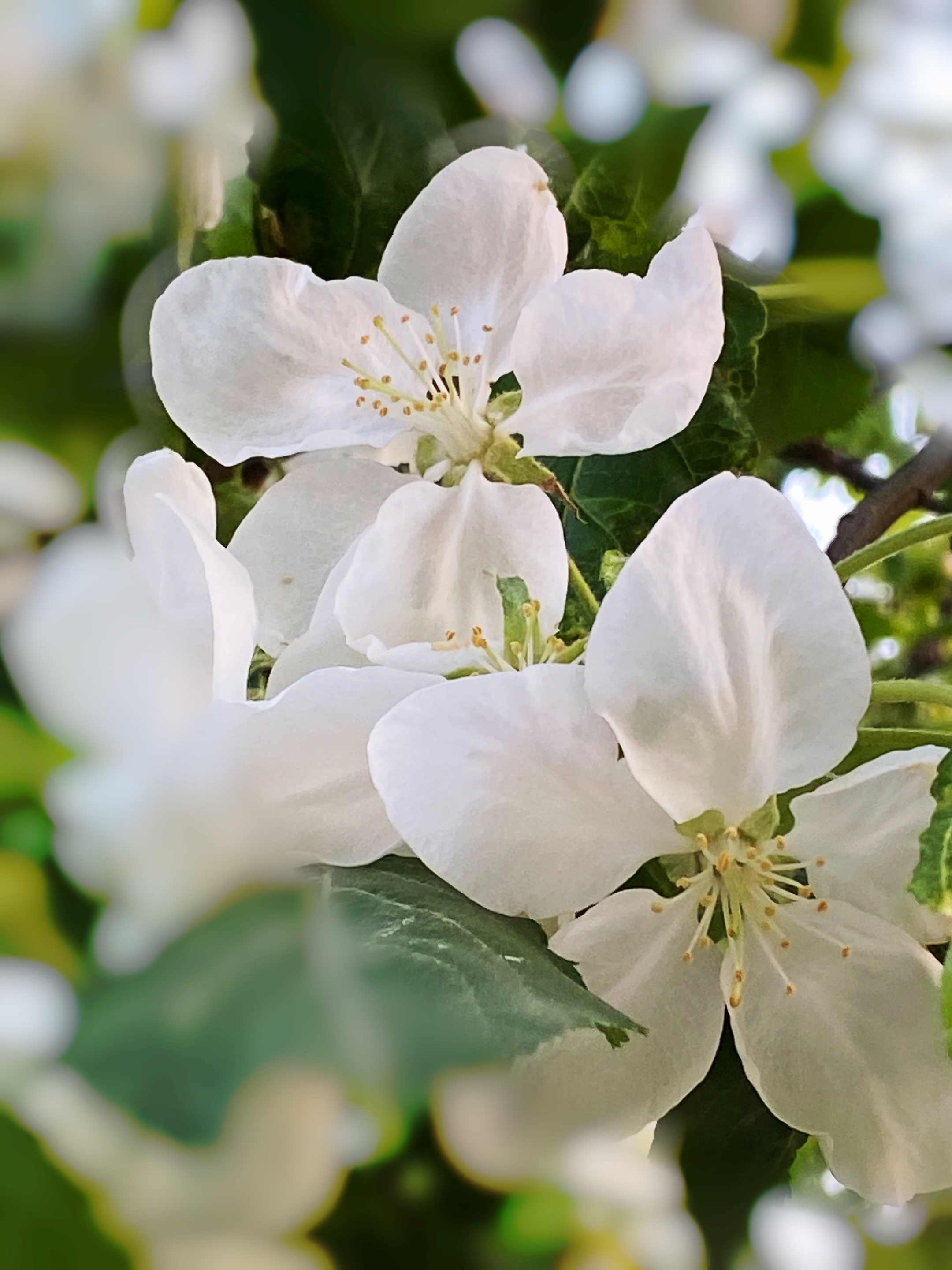 苹果花属蔷薇科,呈白色喇叭状,特别喜欢生长在温暖的地方.