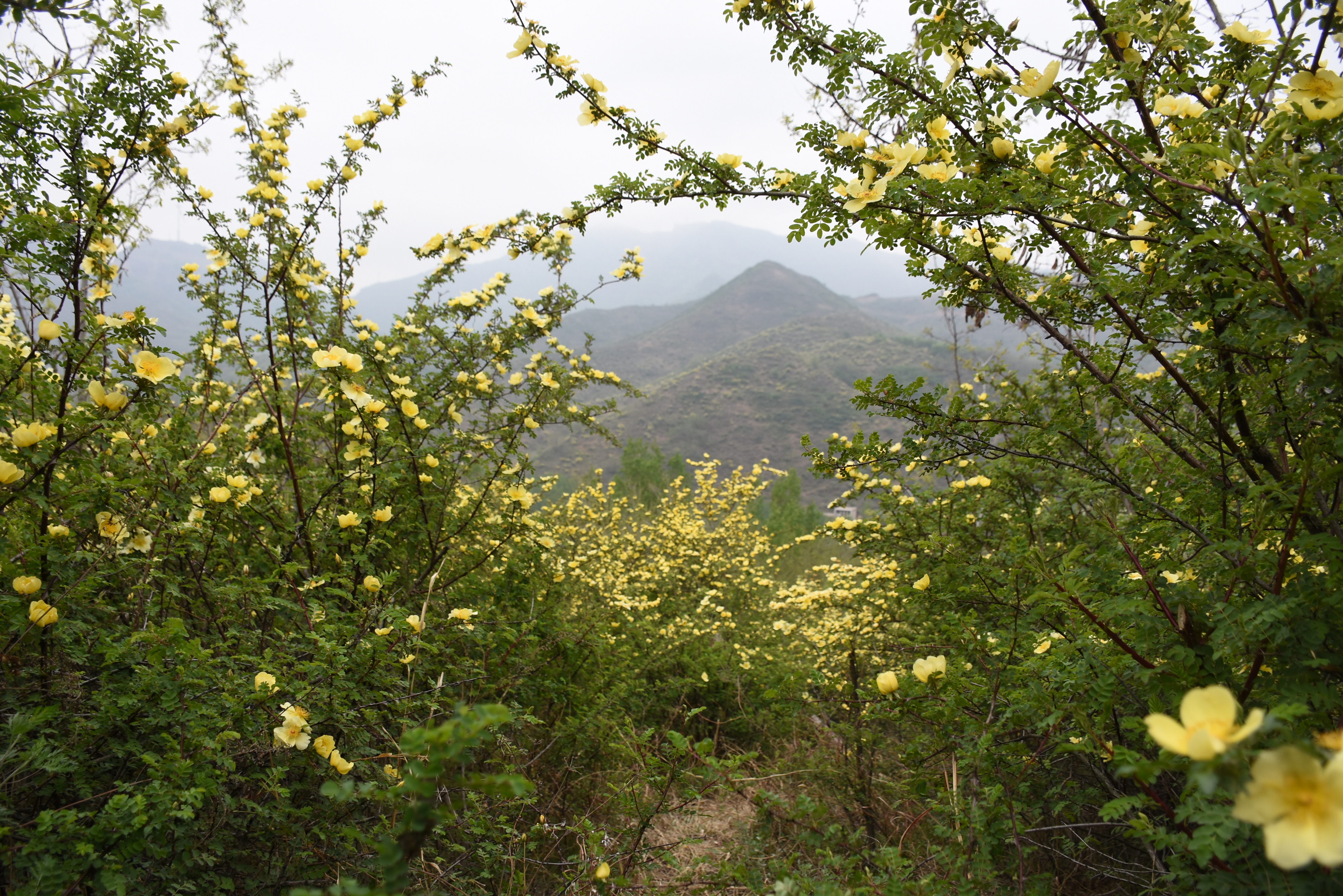 黄刺玫——漫山遍野黄金甲