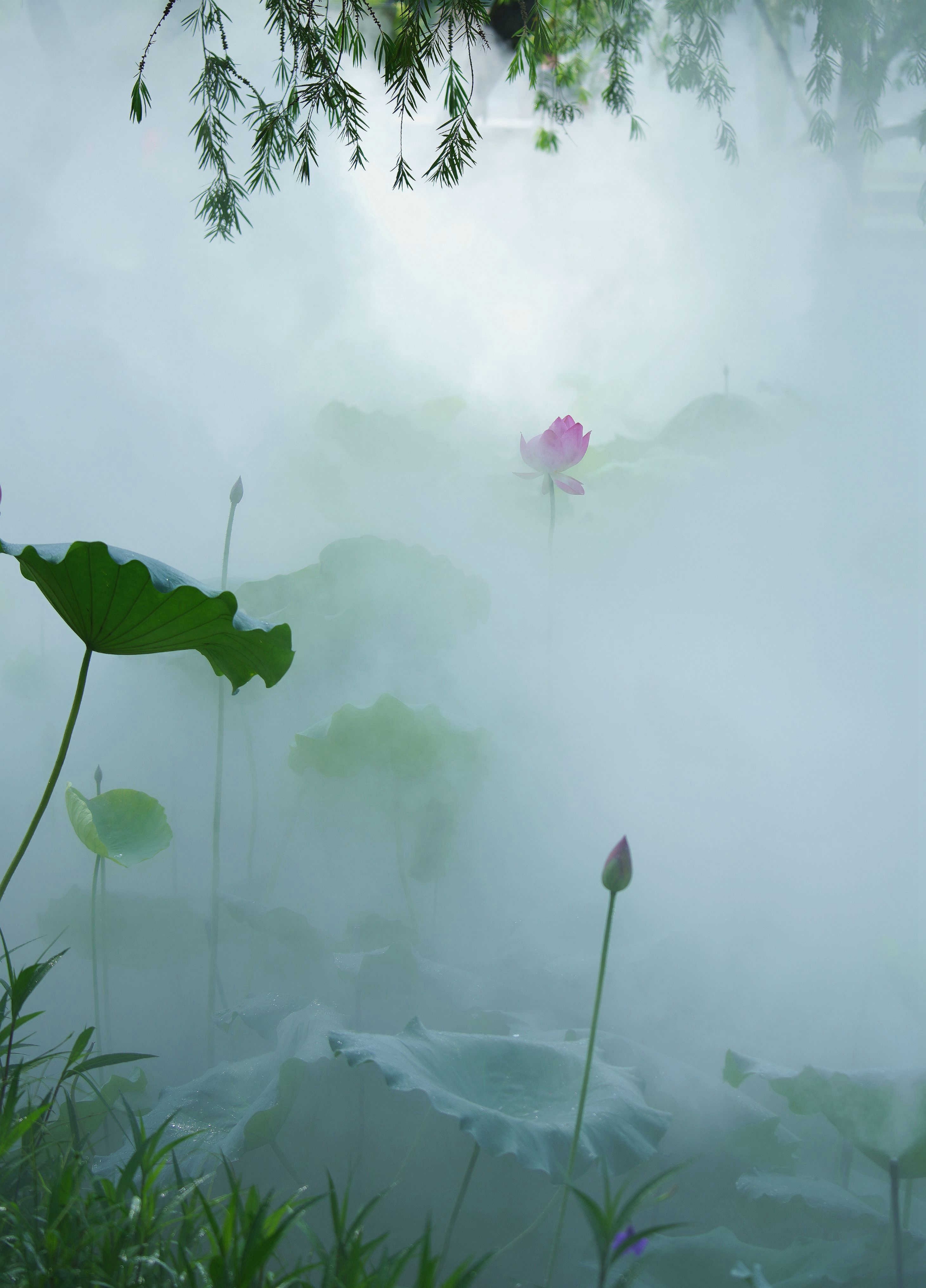 雾里看花,雾因花而美丽,花因雾而朦胧,一如诗人的情感.