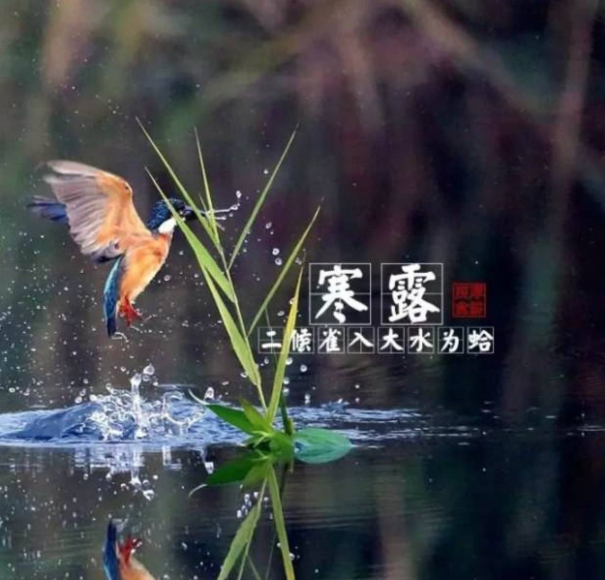 袅袅凉风动61凄凄寒露零原创首发