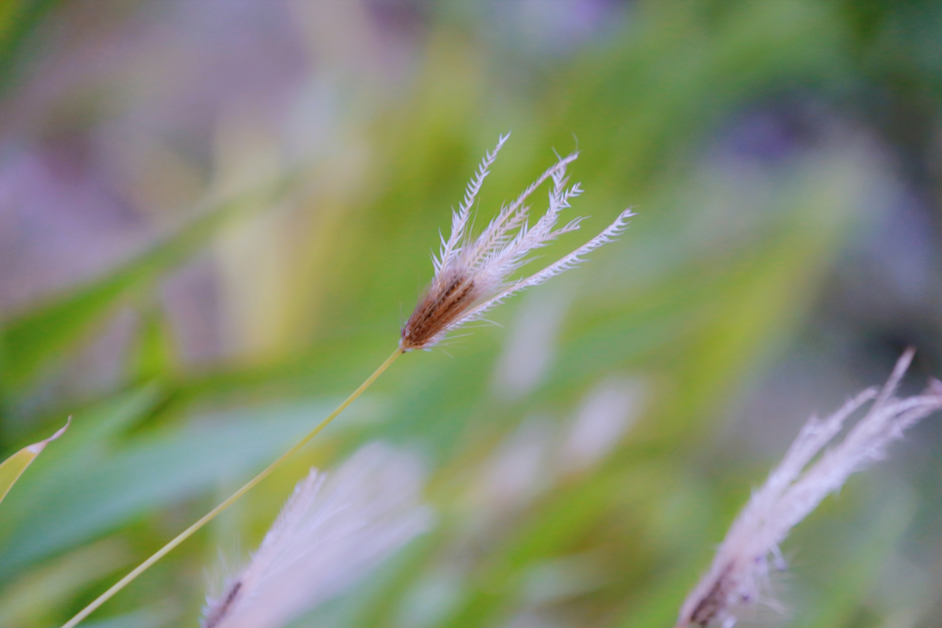 虎尾草【首发】