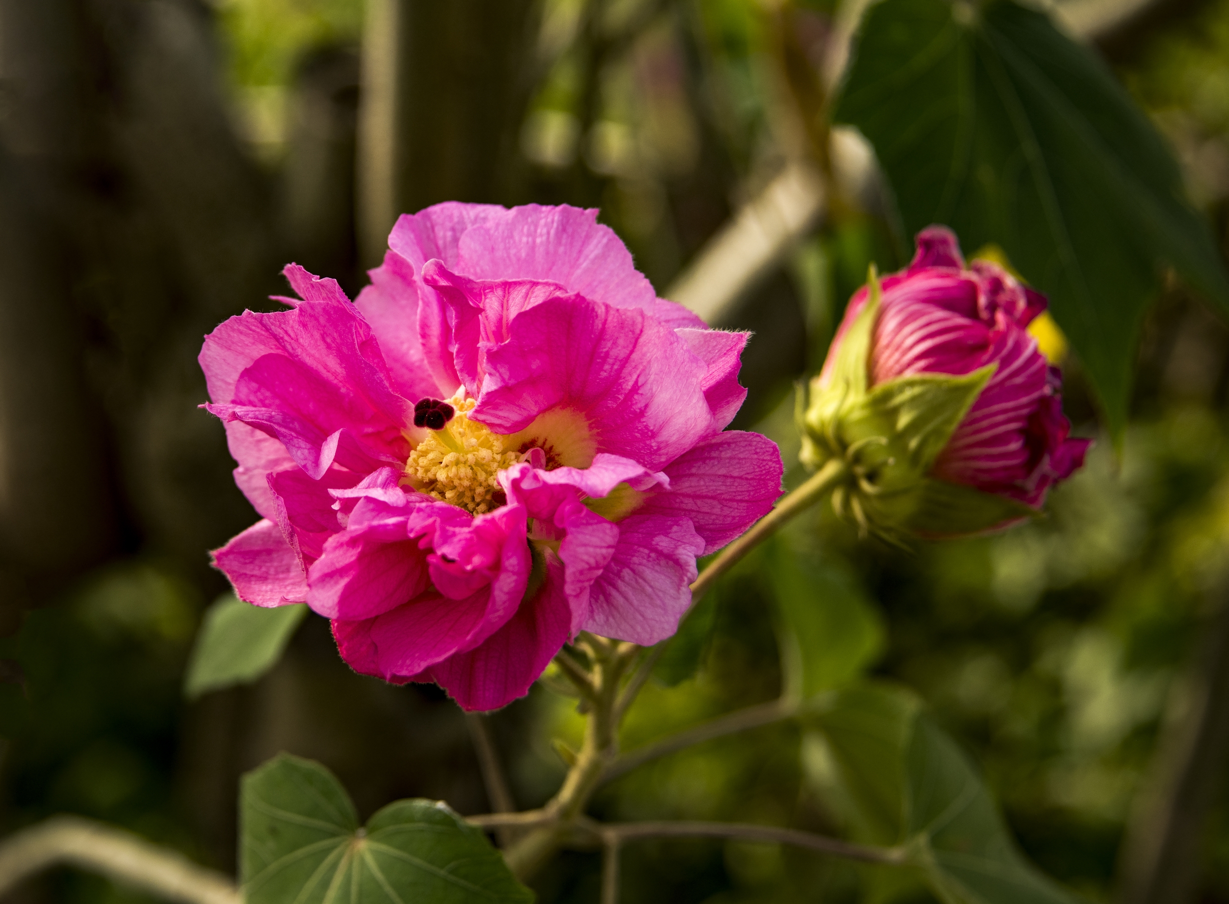 三醉芙蓉花【首发】