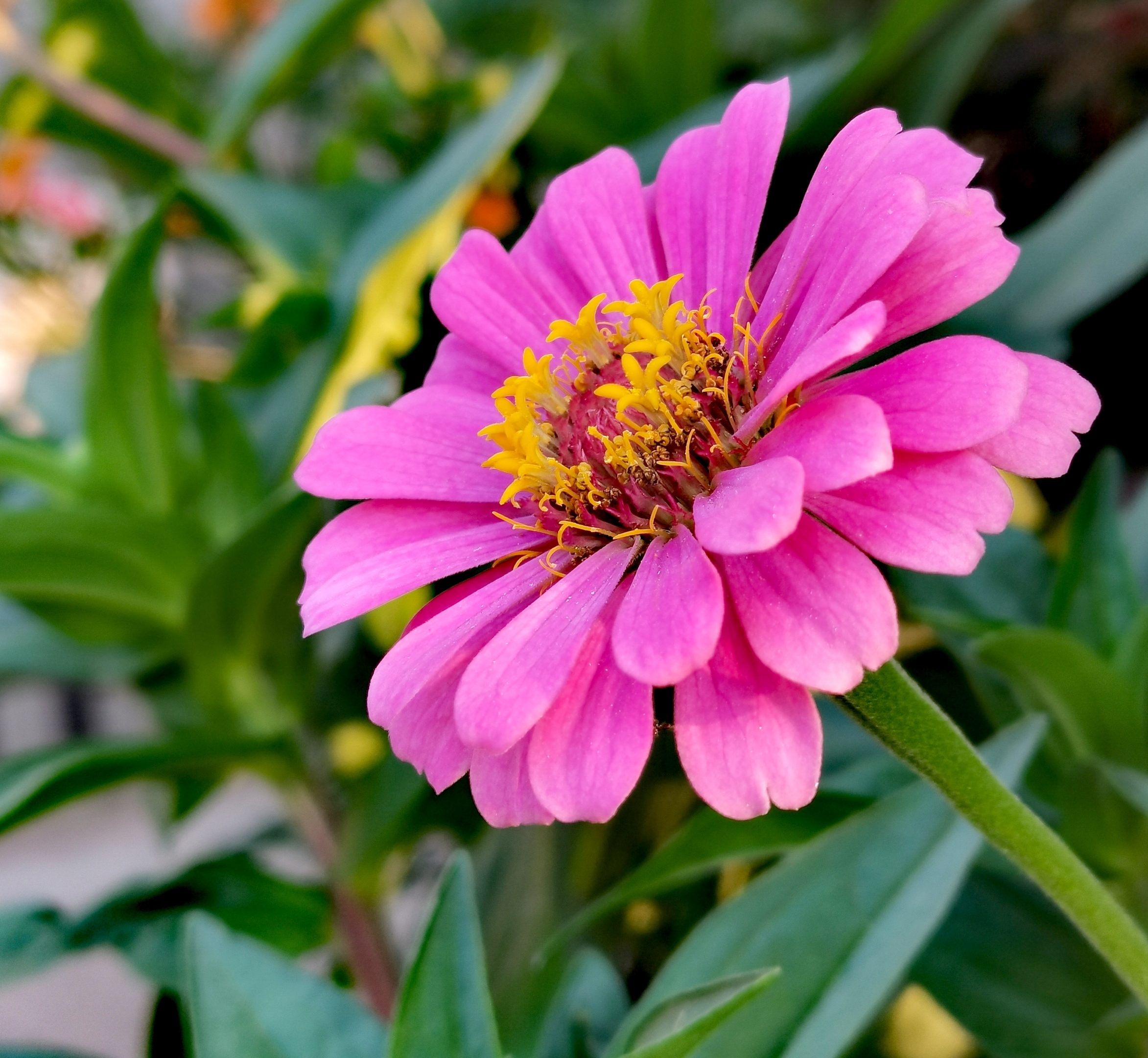 百日菊