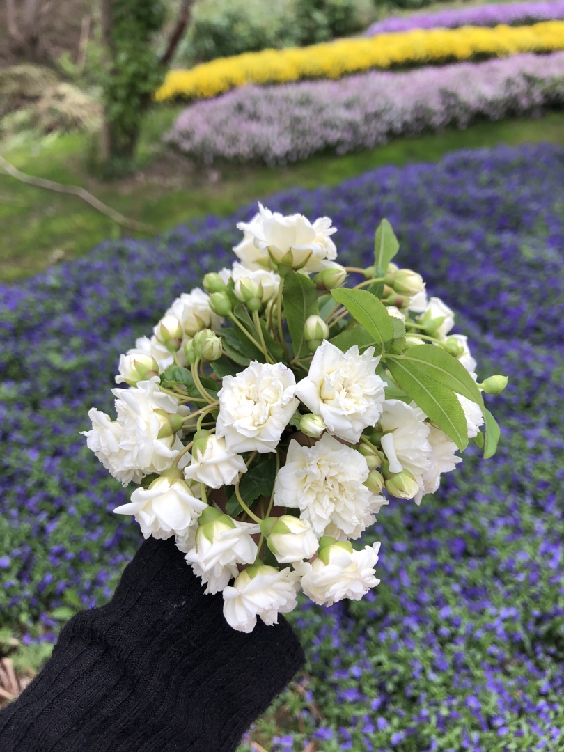 她叫木香花, 如皋人喜呼她"木匠花""木蔷花"?