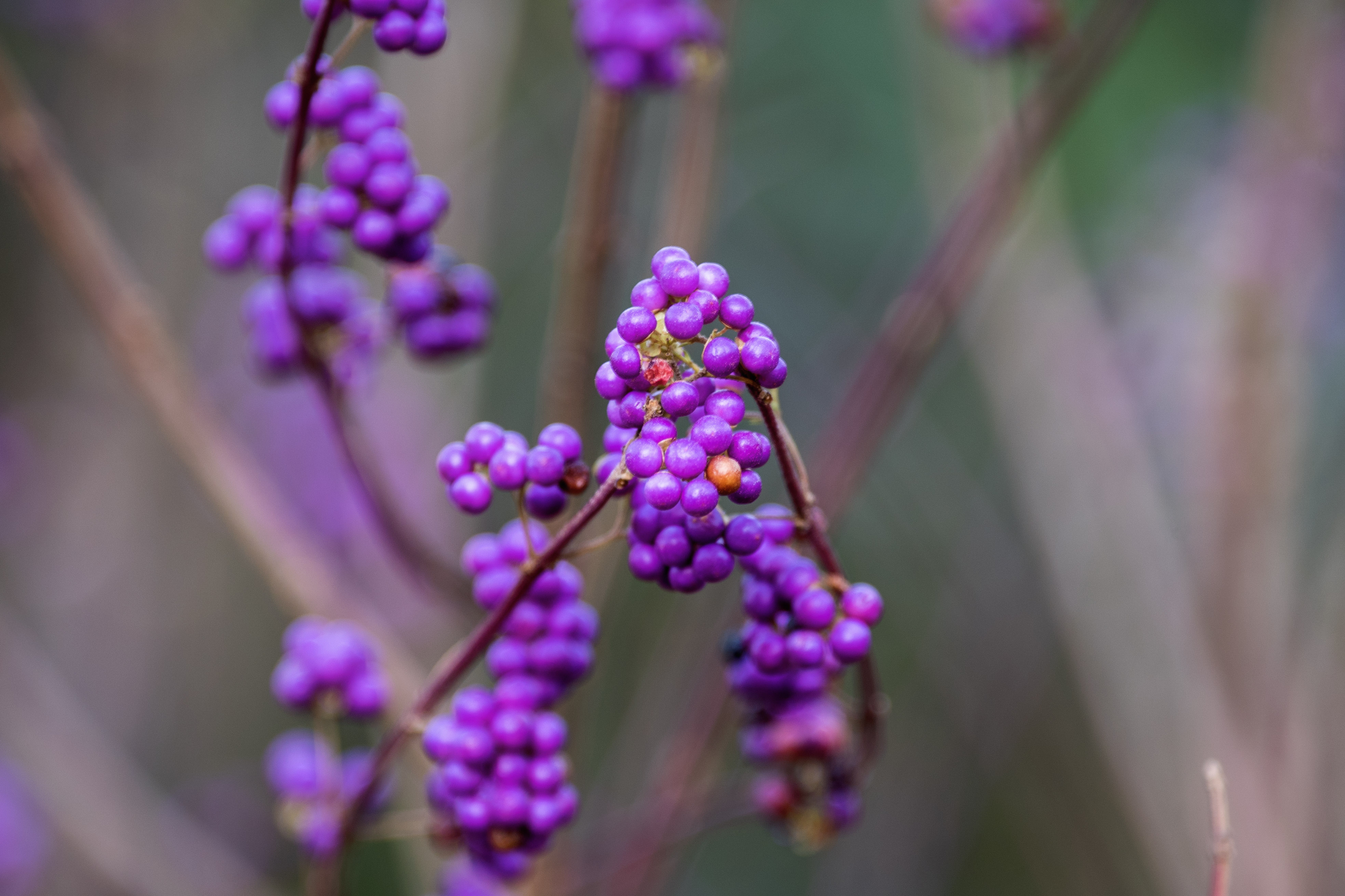 【vv音乐原创首发】 紫珠是马鞭草科,紫珠属落叶灌木.