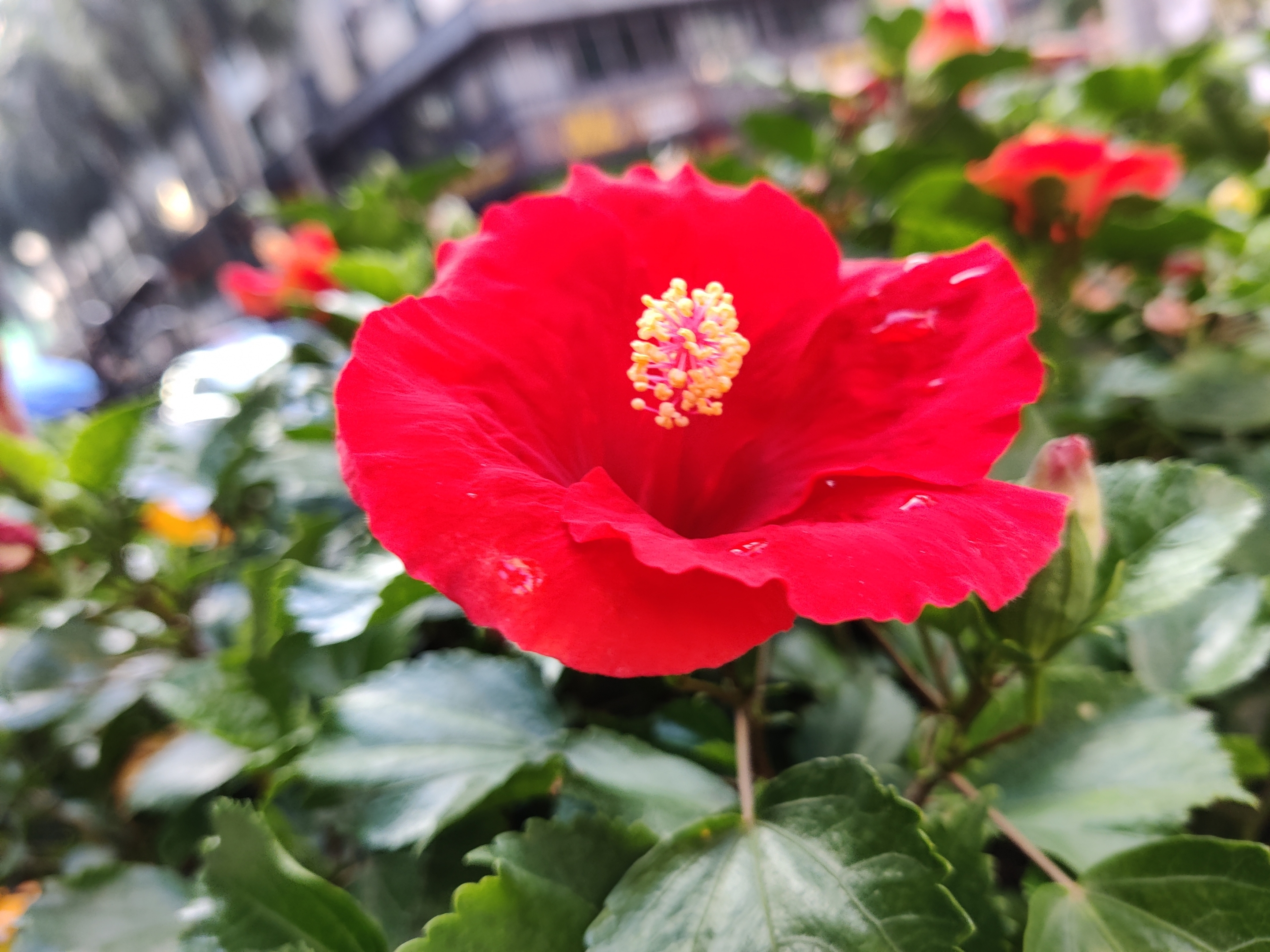 扶桑花