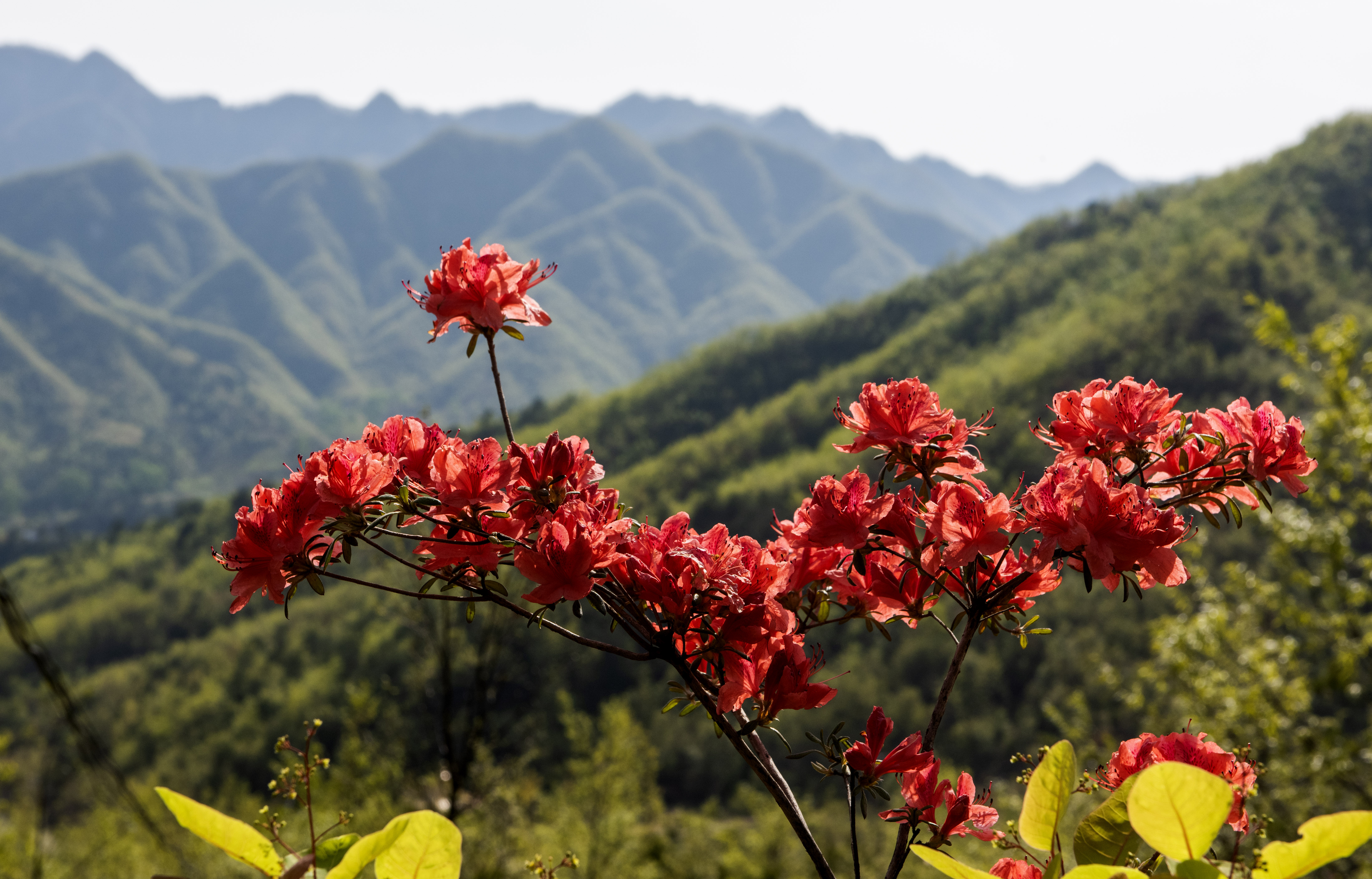 杜鹃花开春满园,人间最美四月天