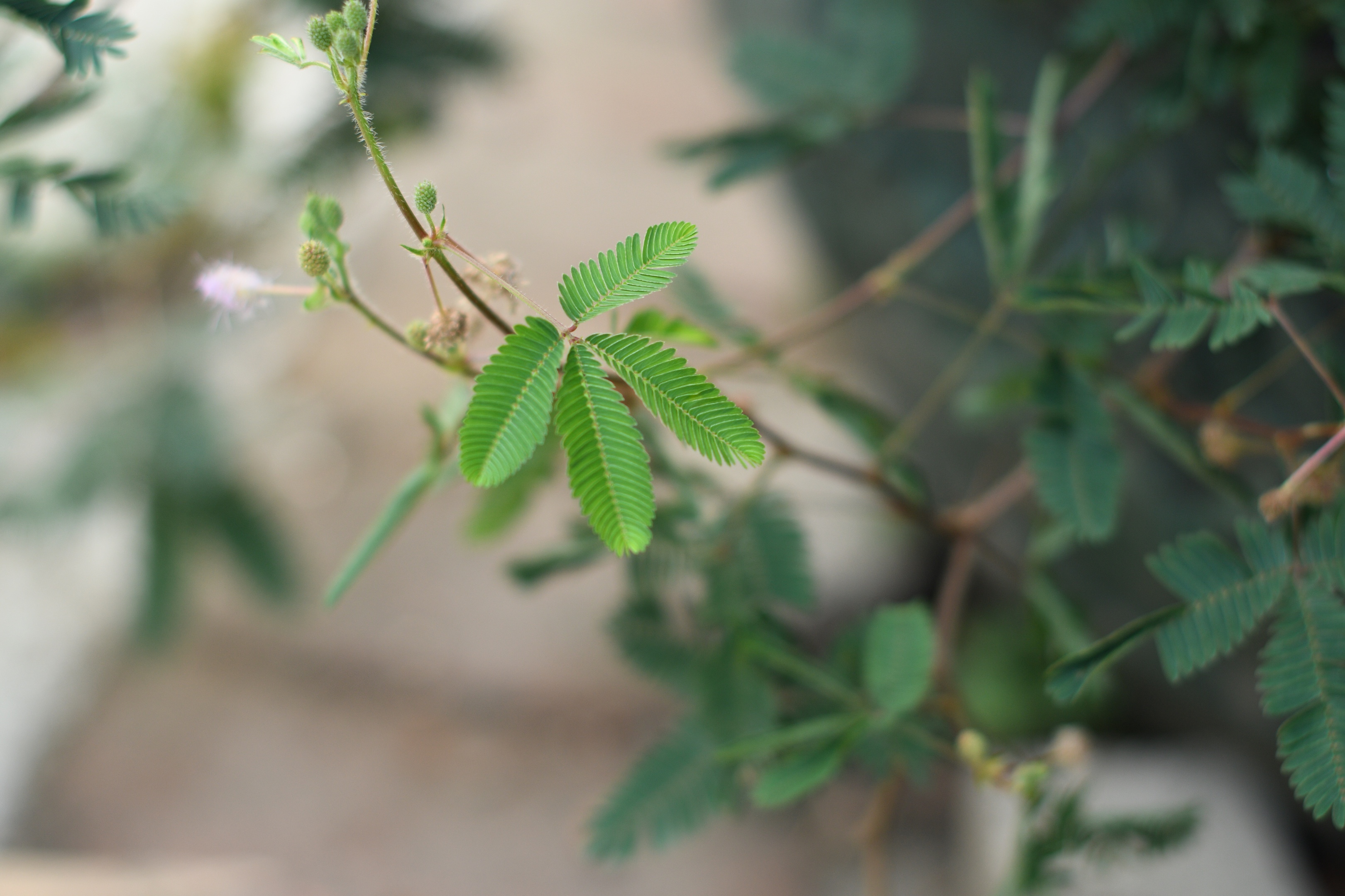 有趣的含羞草首发