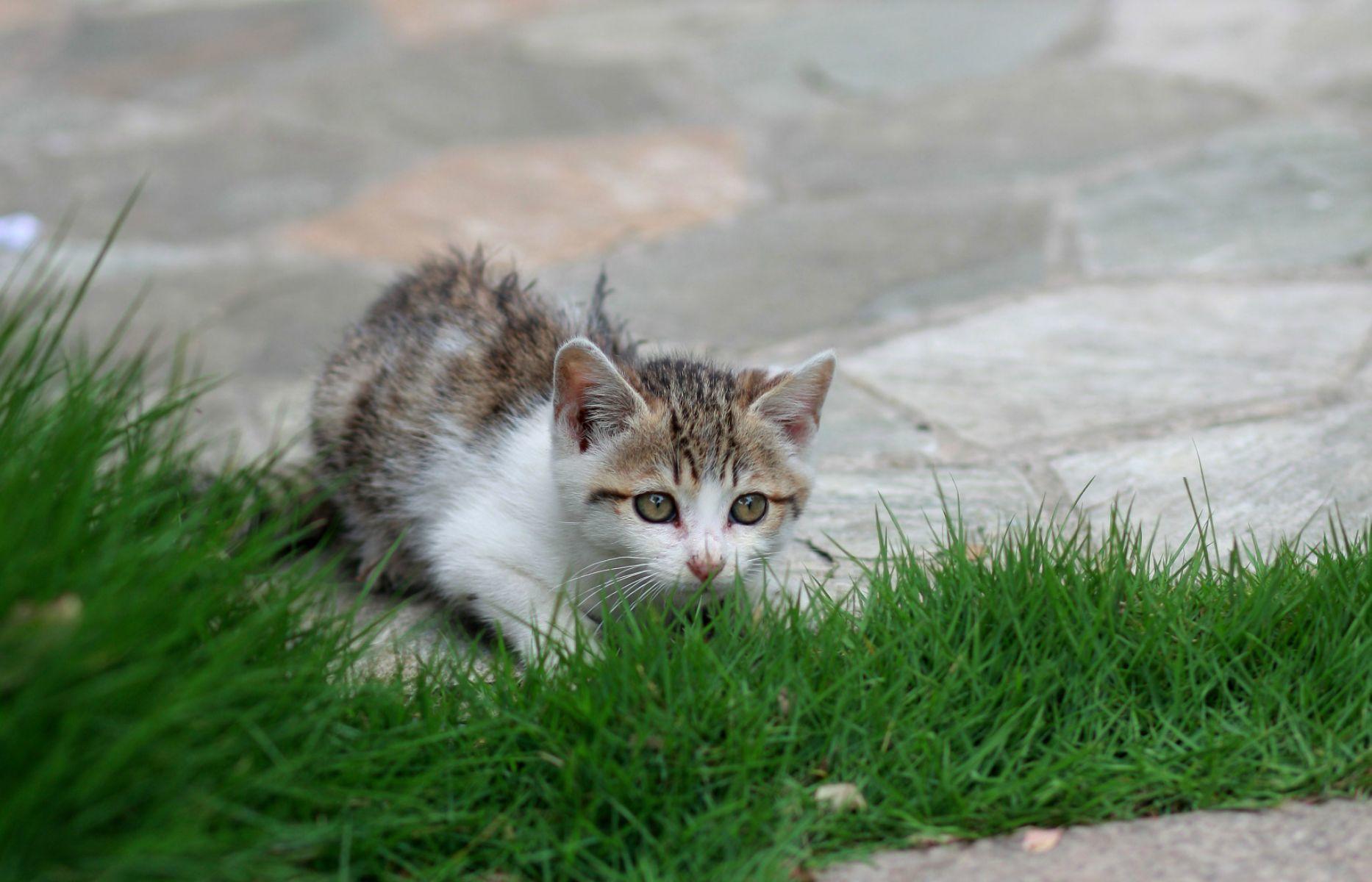 可爱的小花猫四
