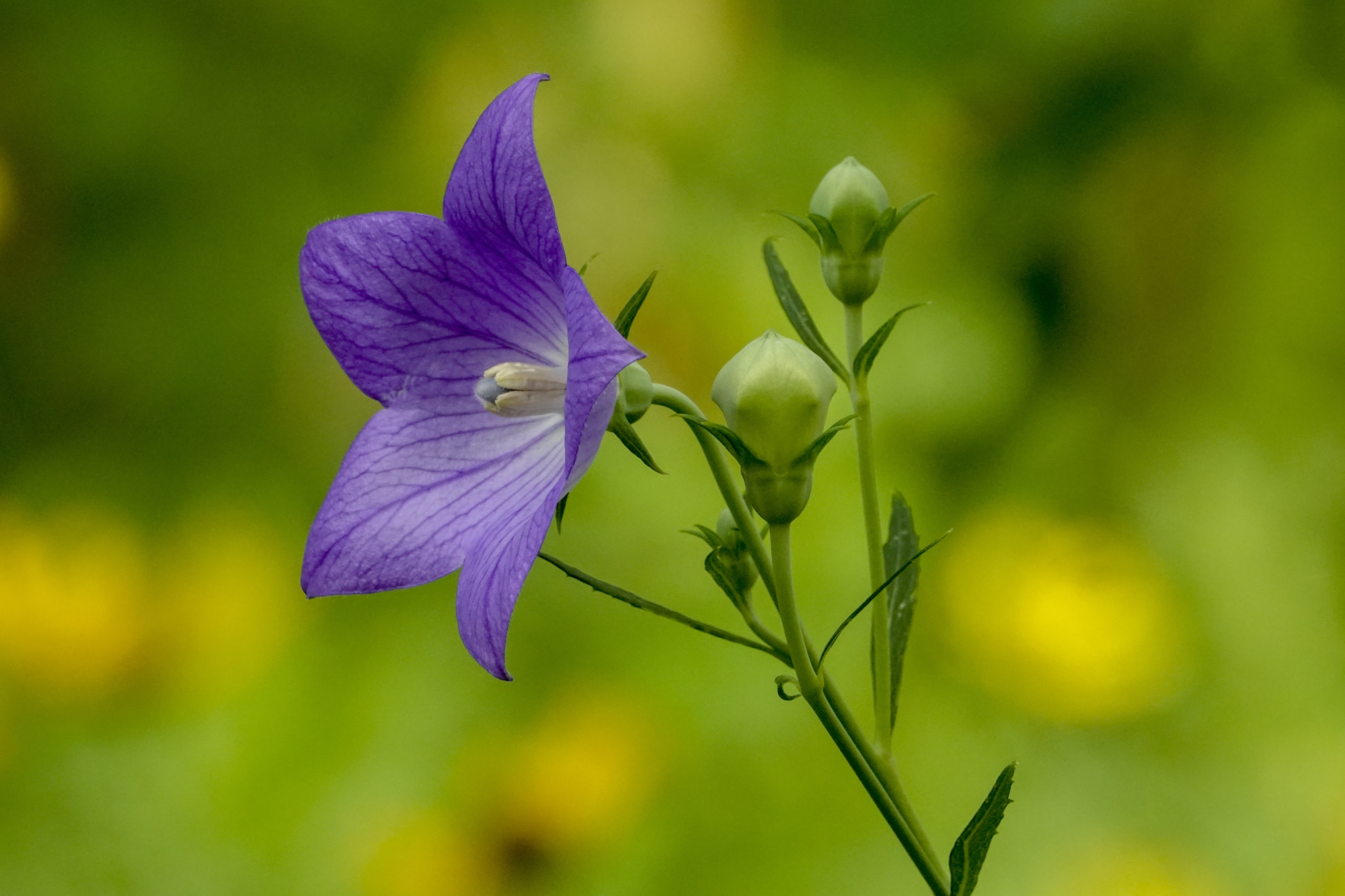 桔梗花,属植物桔梗的花,桔梗,别名为铃铛花,僧冠帽,苦根菜,包袱