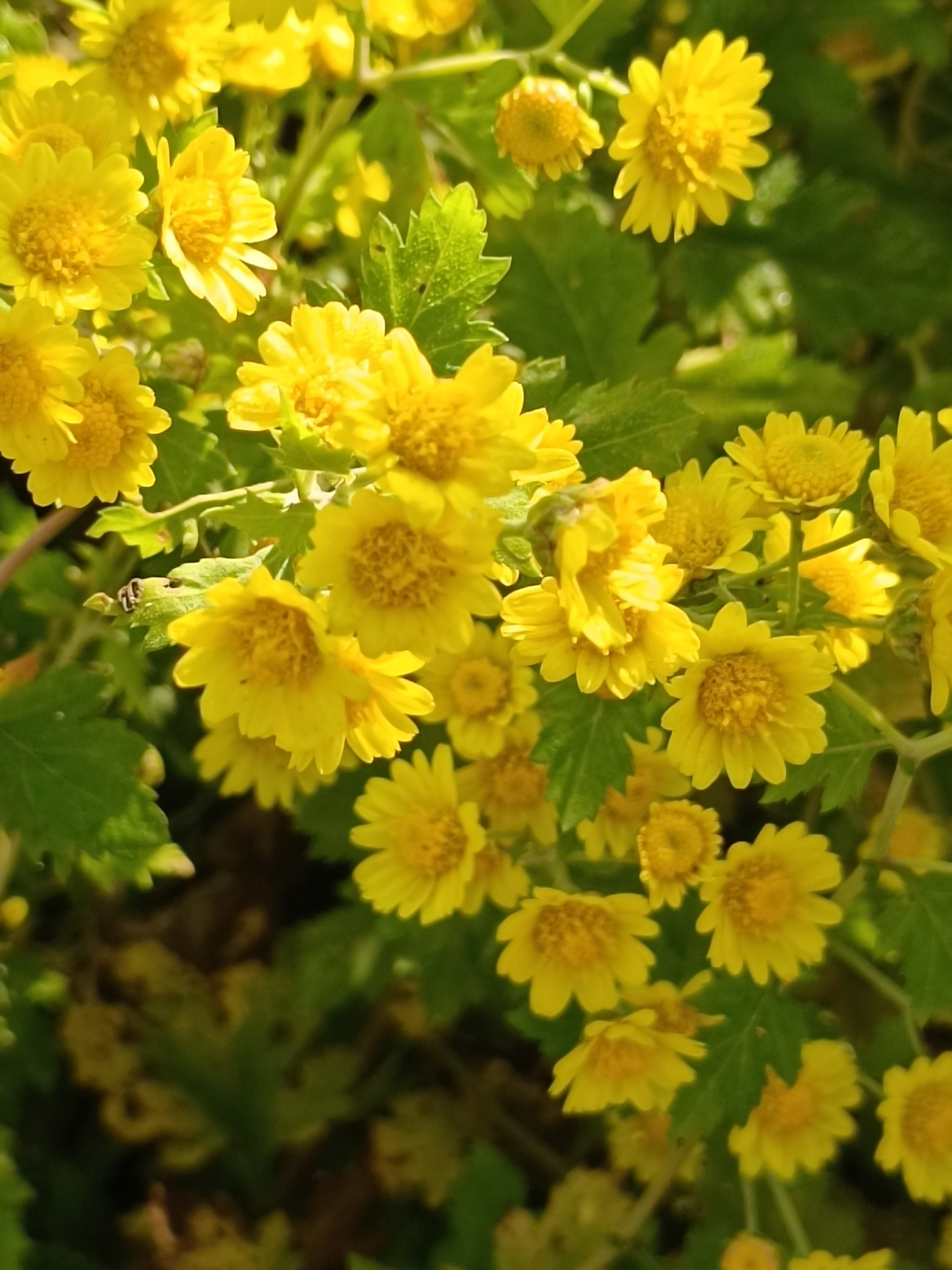 野菊花