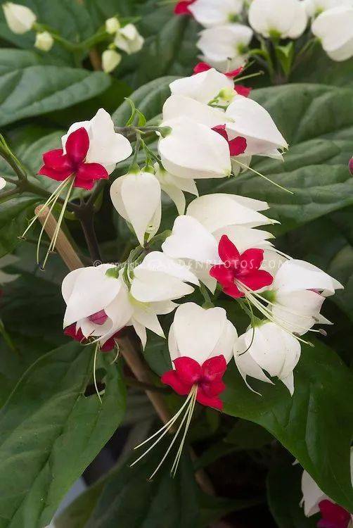(首发)龙吐珠