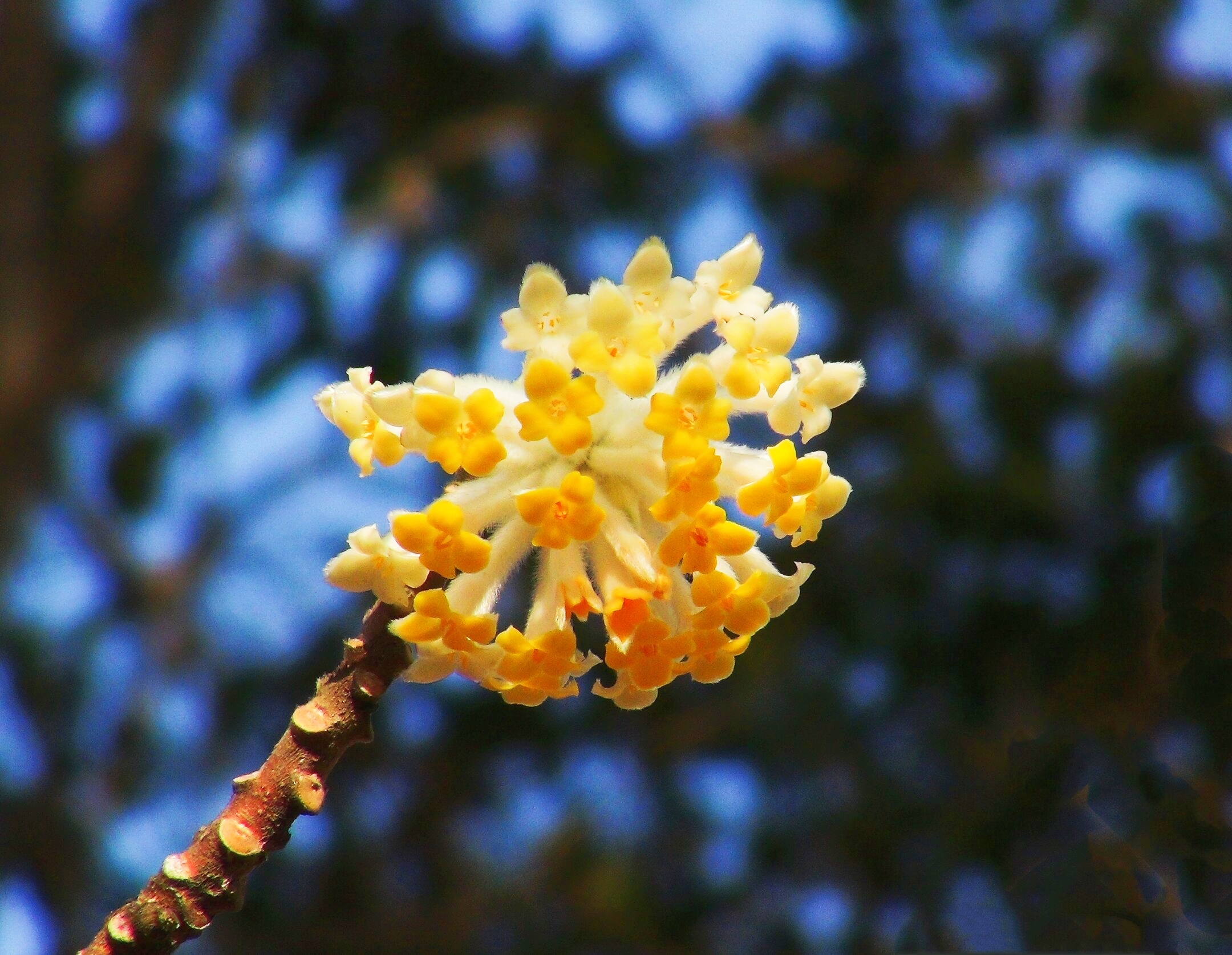 又见结香花