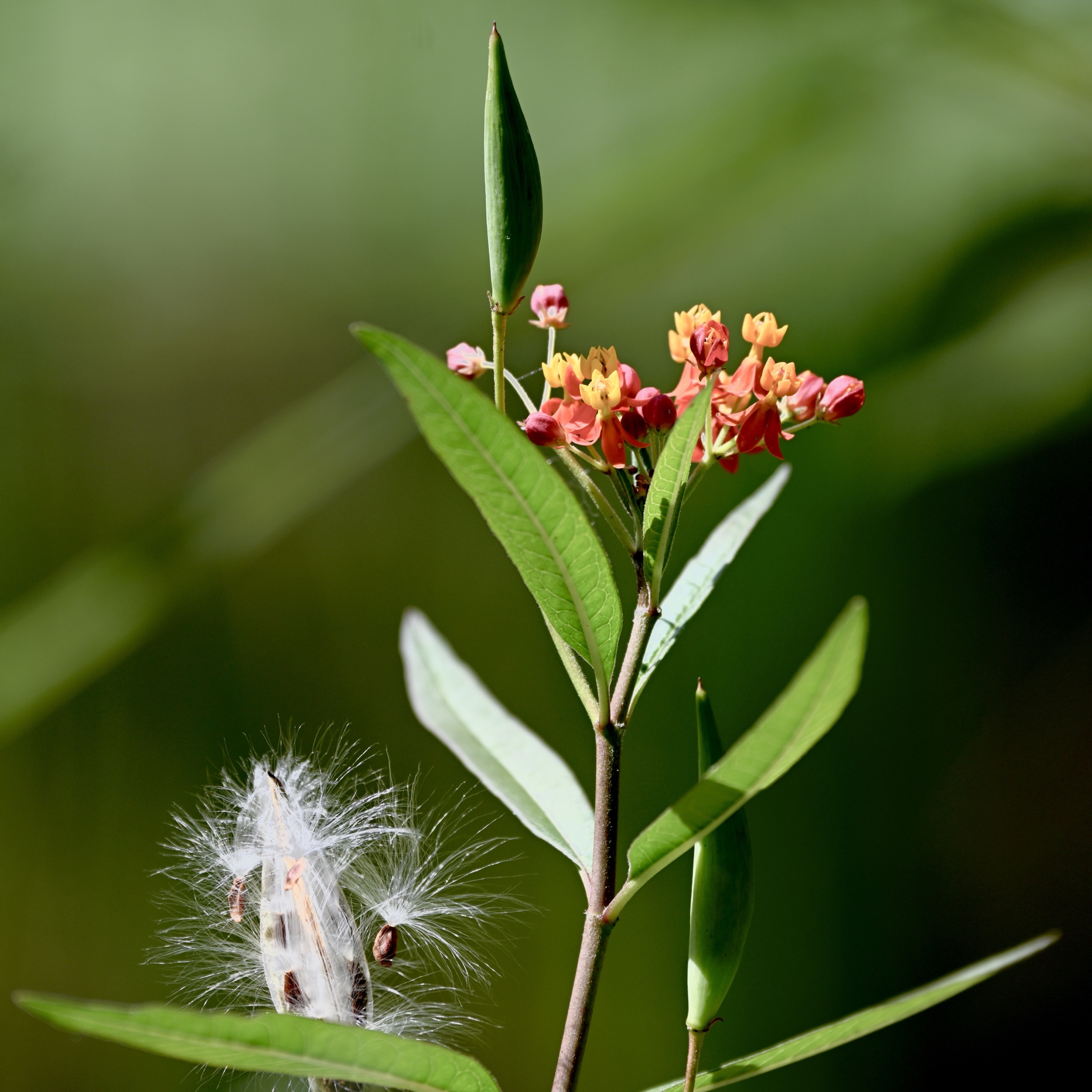 莲生桂子花马利筋首发