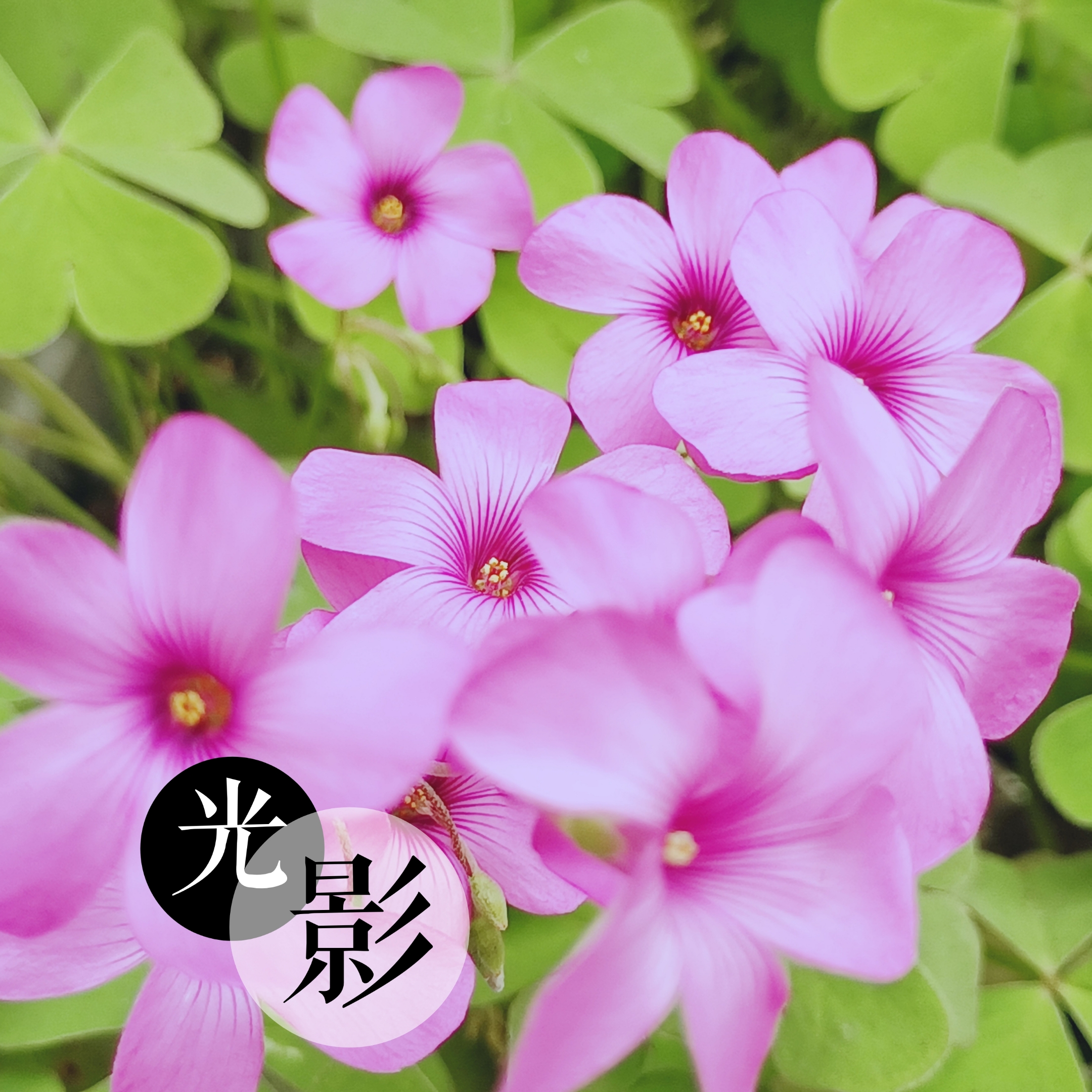 红花酢浆草花语为幸运,可送给朋友,同学,同事,表示认识对方很幸运.
