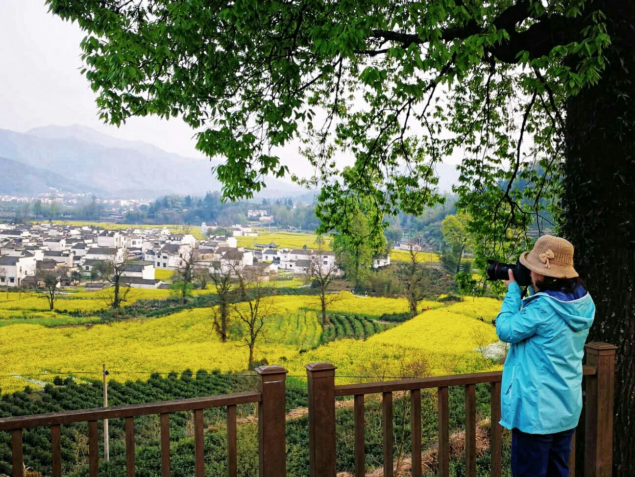 当油菜花遇上千年古镇