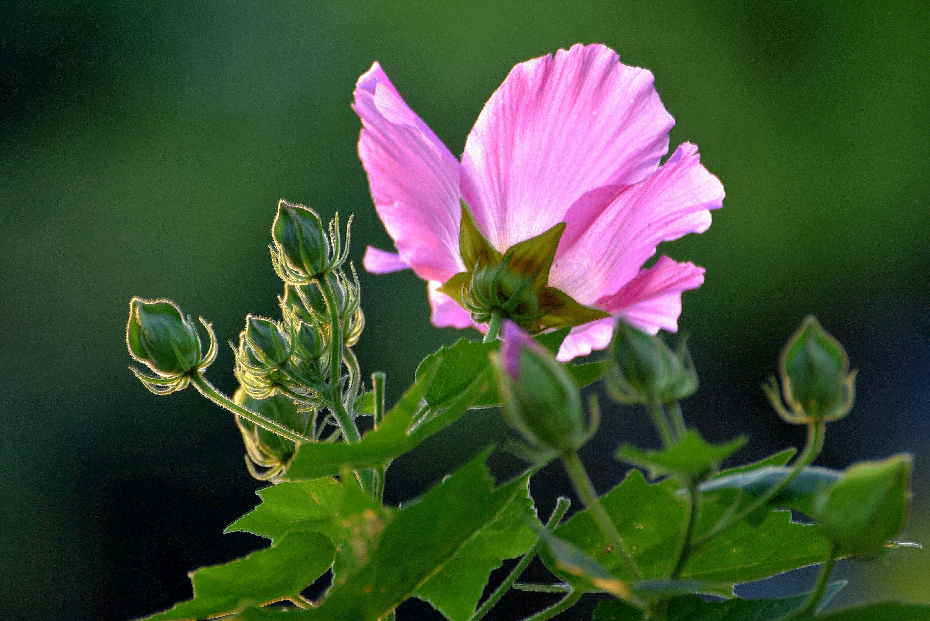 芙蓉花