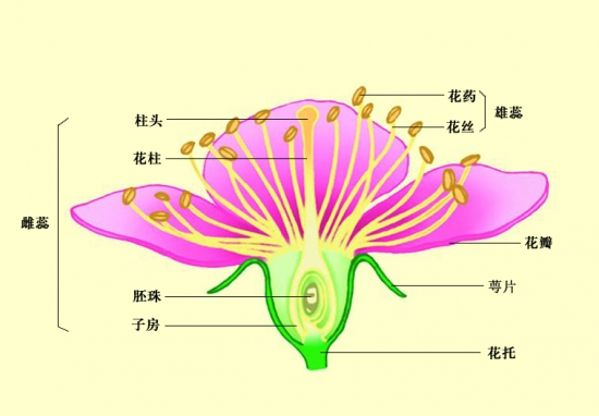 雄蕊是变态的叶片,由蕊头和蕊丝(须)组成.