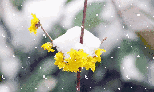 【凤凰诗社】美洲爱情诗社内刊 第021期||《大雪,混沌