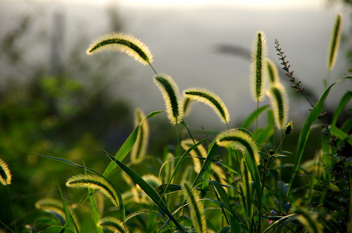 【首发】生机盎然的狗尾巴草