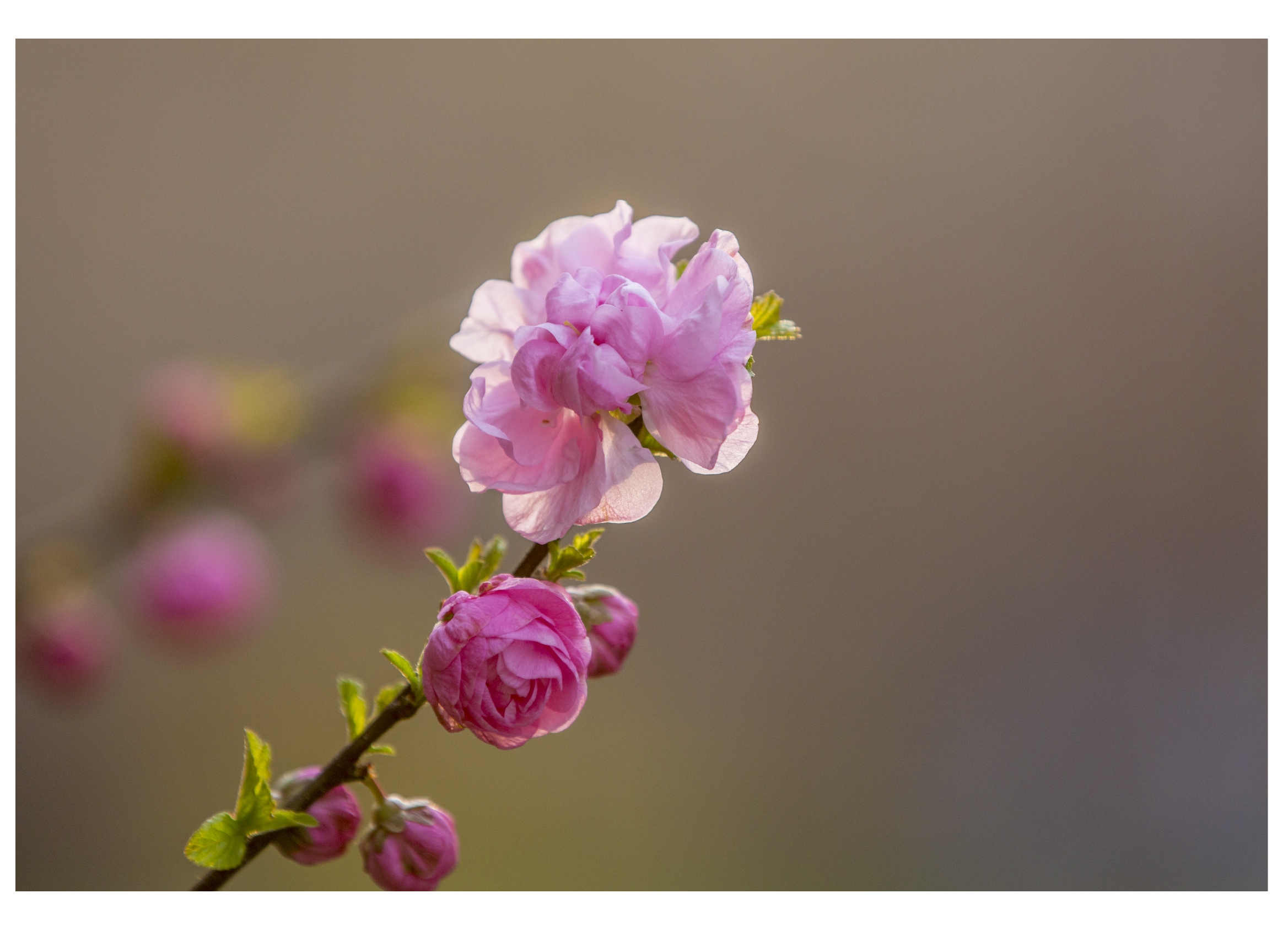 榆叶梅的花语有花团锦簇的含义,它的花朵很像是梅花,成簇