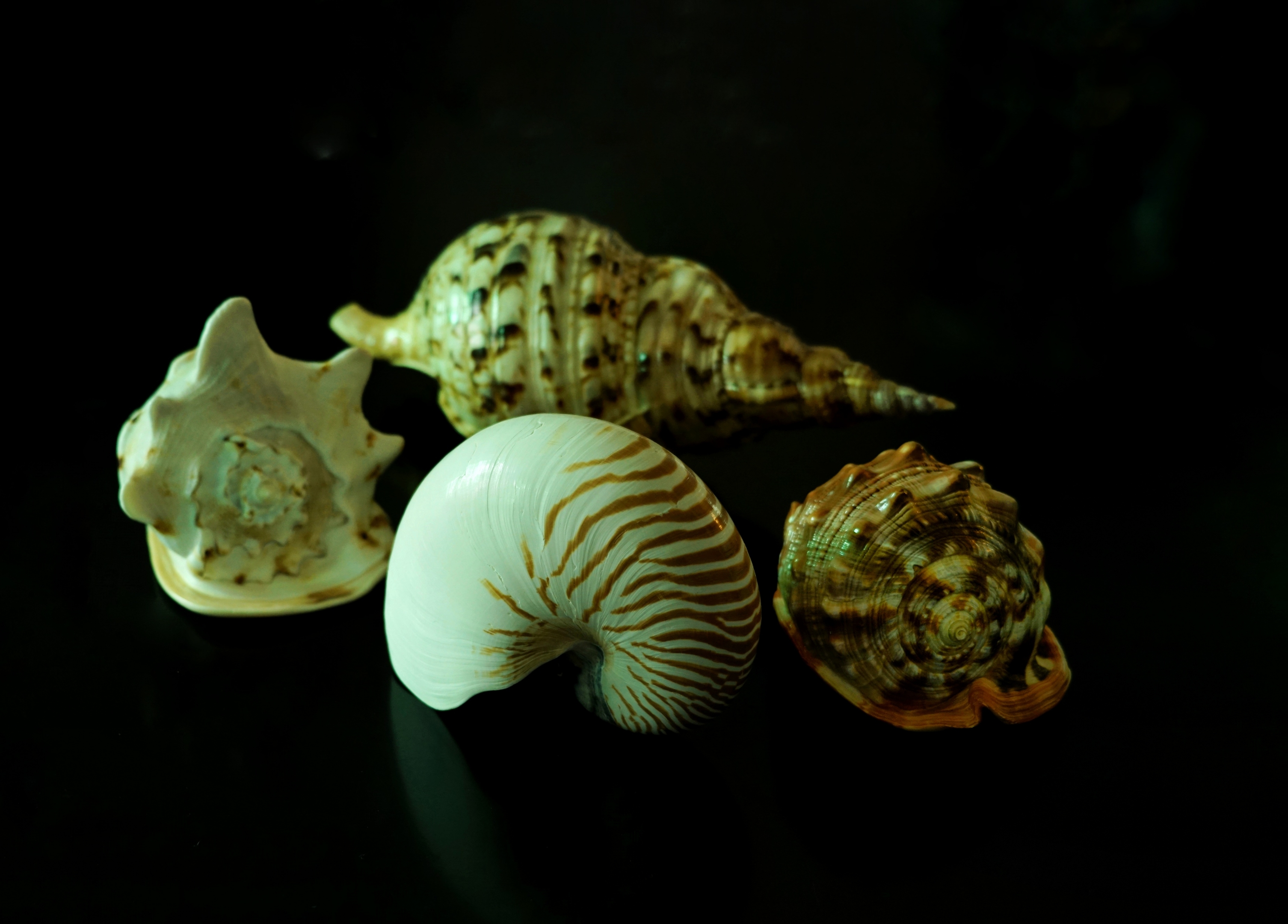 常见海螺,海螺,白海螺_大山谷图库
